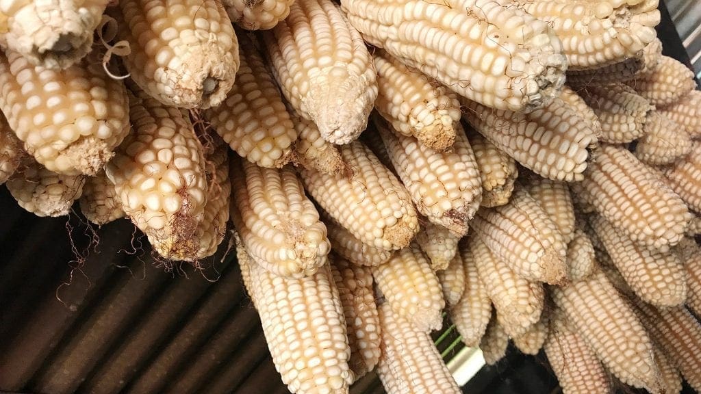 Malawi bans unmilled maize imports to safeguard staple crop amidst food shortages