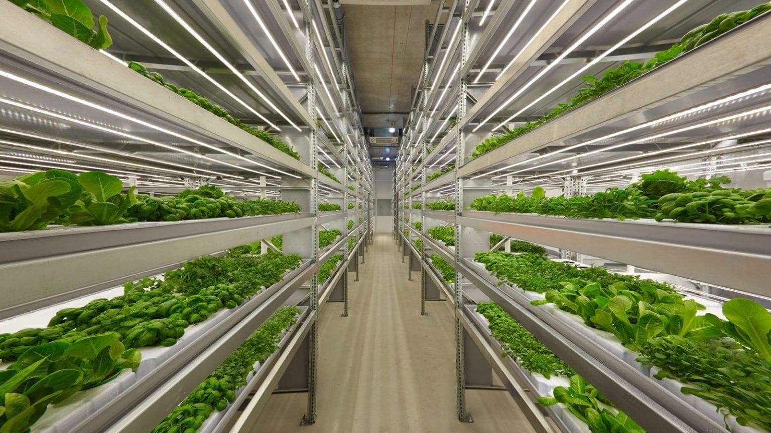 Food safety certification for indoor-grown leafy greens launched