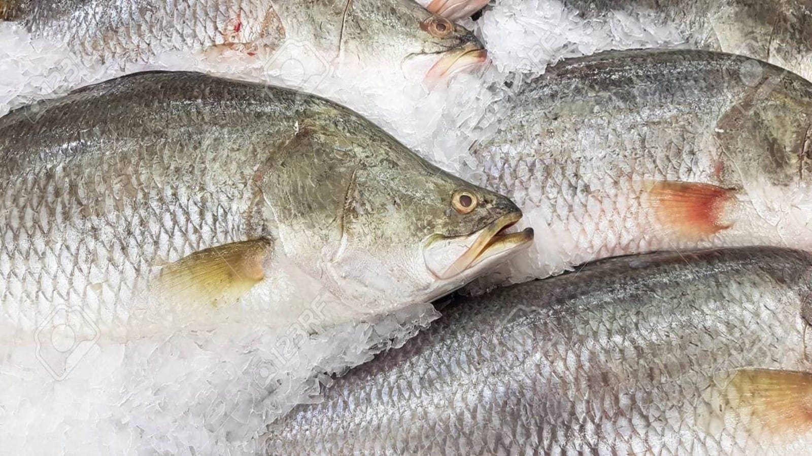 Researchers develop natural edible coating to prolong shelf life of seabass fillets