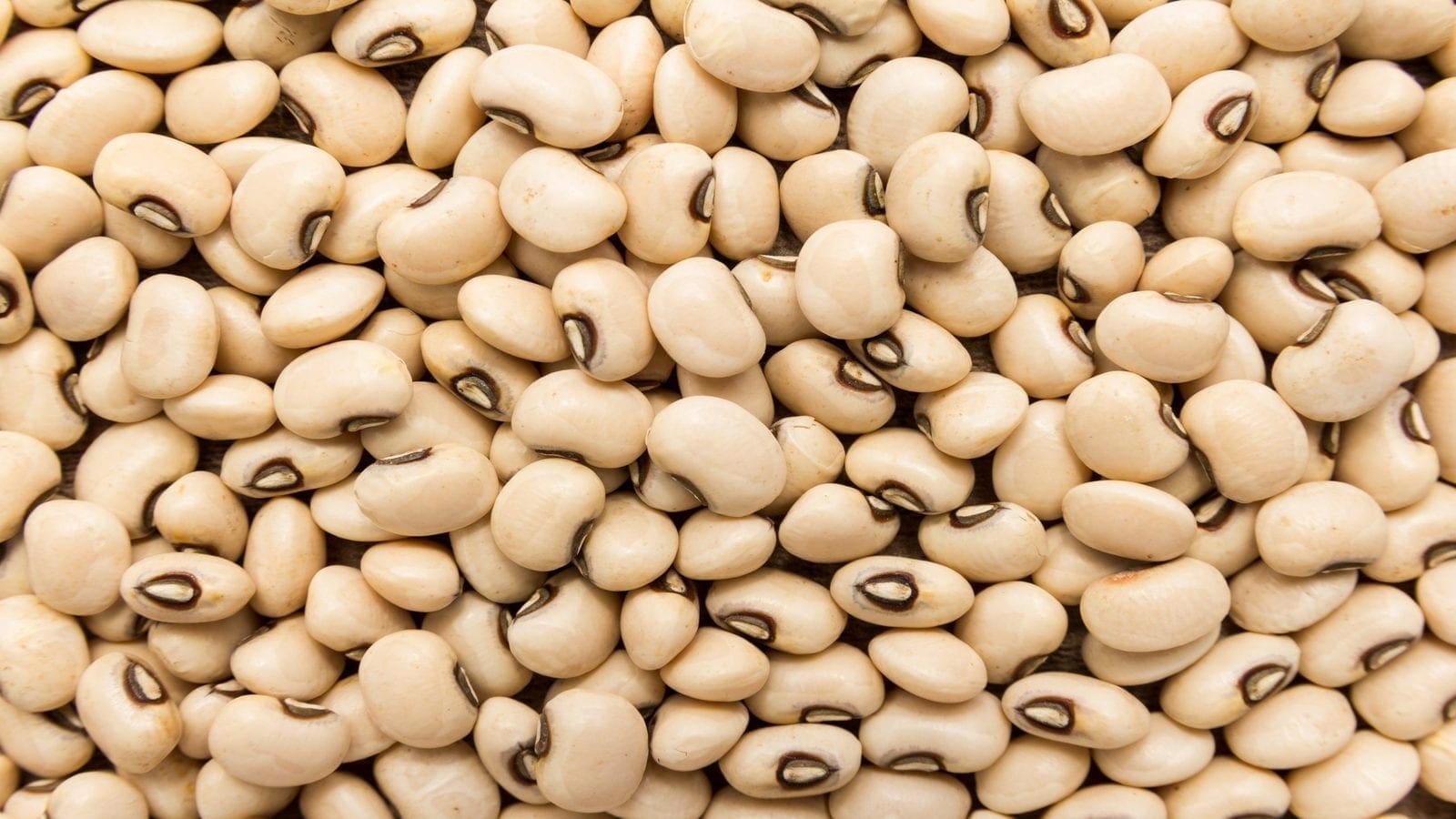 Nigeria launches transgenic insect resistant cowpea