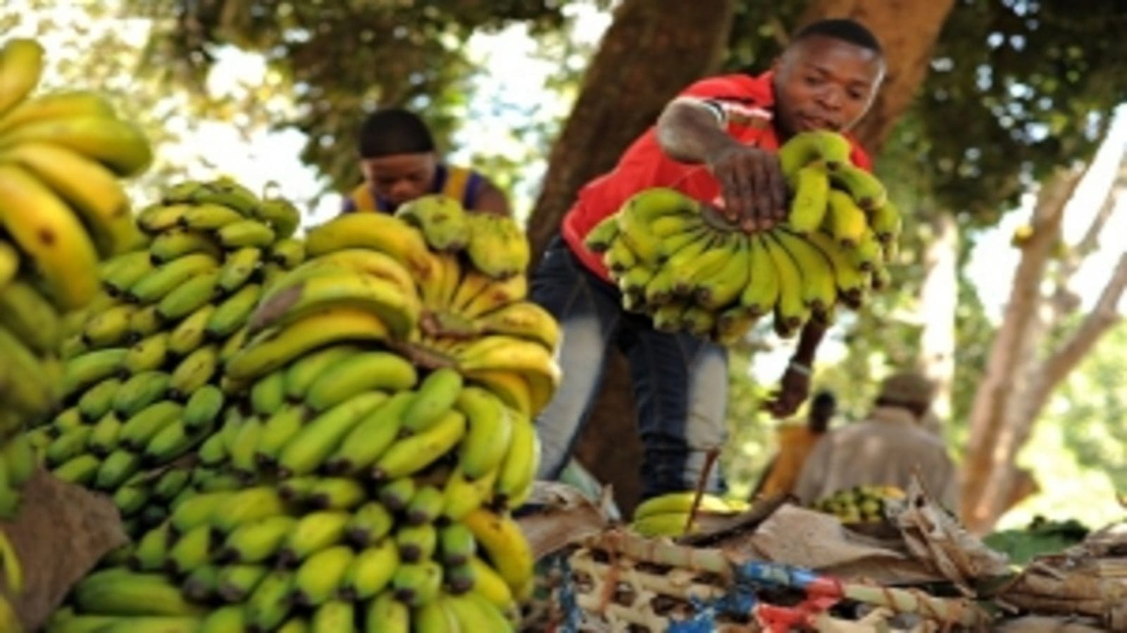 Industry enthusiasts converse on Regulating Quality & Food Safety in Africa to boost Regional Trade