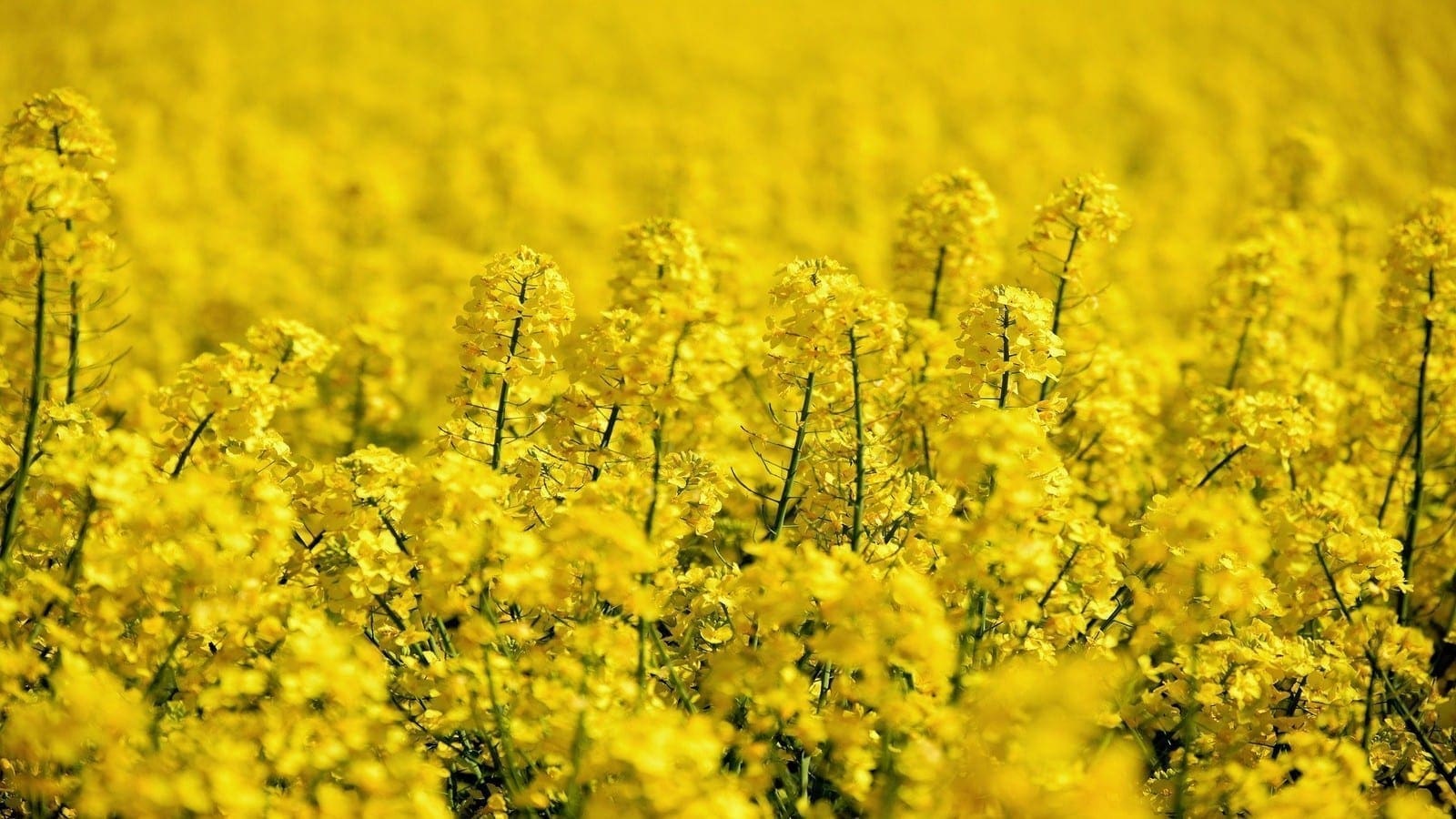 European Union approves genetically modified oilseed rape, soybeans