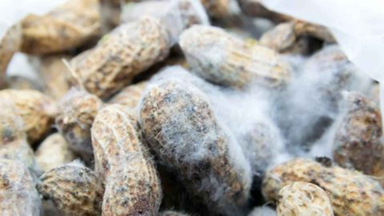 Ghana’s draft Aflatoxin Policy awaits Cabinet approval