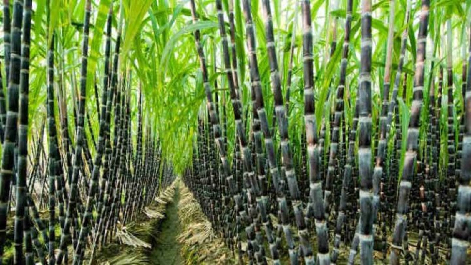 Nigeria’s National Sugar Development Council acquires ISO 9001:2015 certification