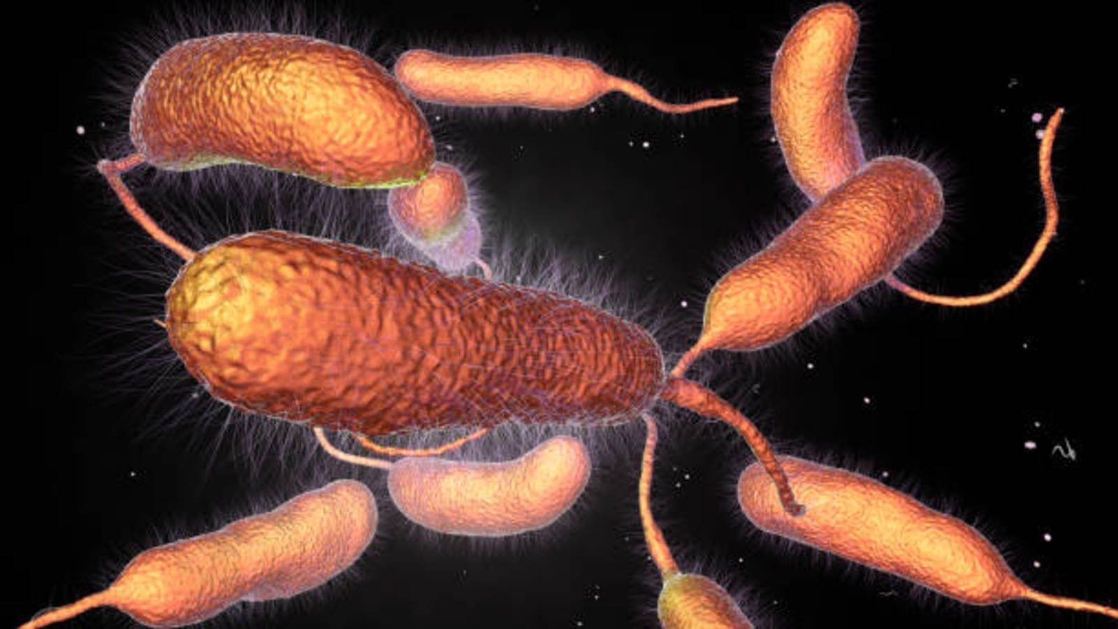 FAO/WHO publishes review of Vibrio risk assessment tools