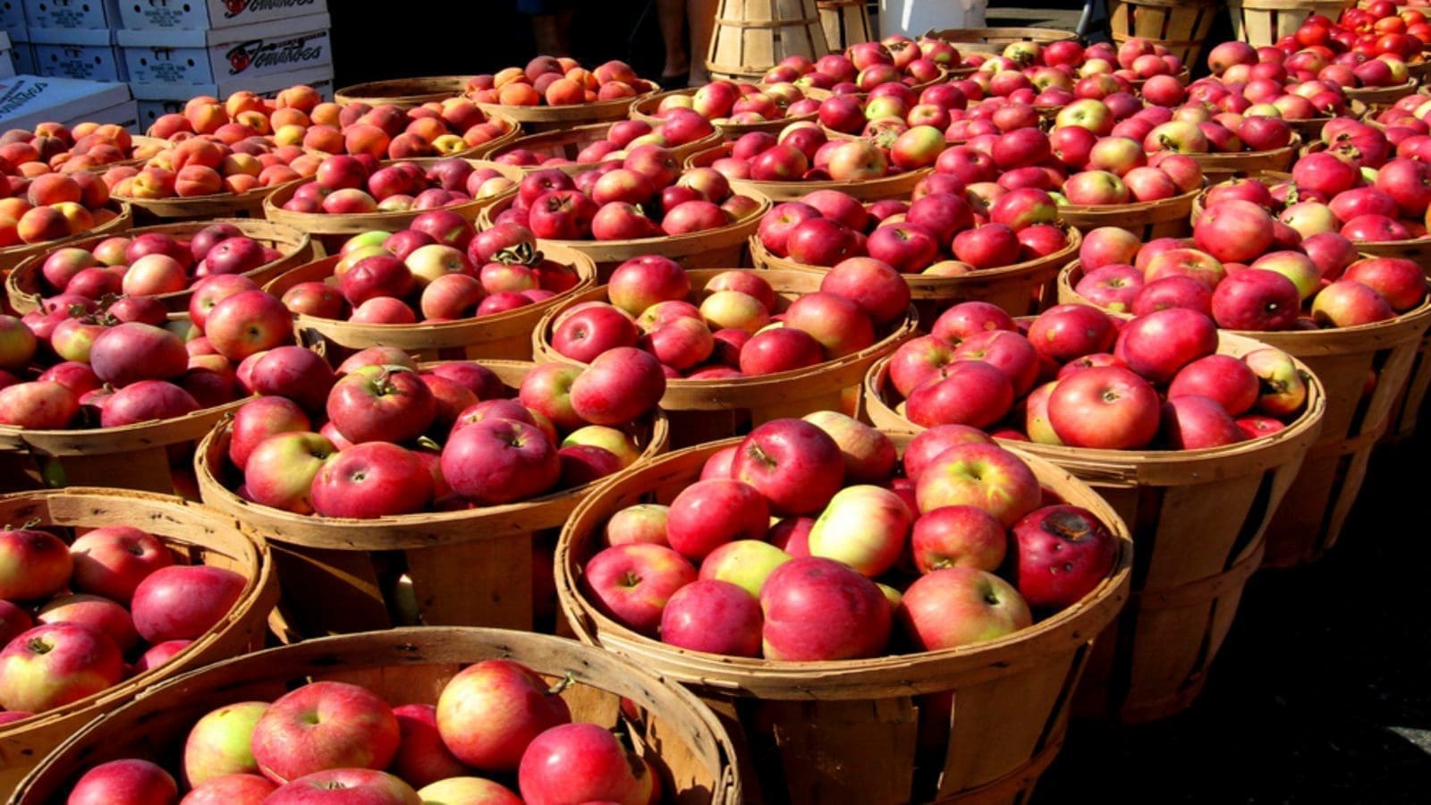 Researchers identify spoilage microorganisms in apple juice enabling better control