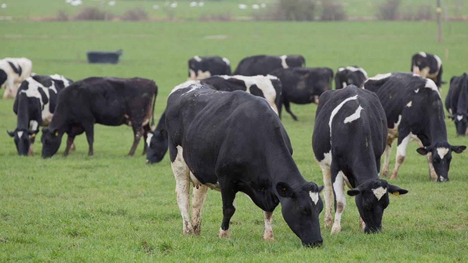 UK confirms positive case of BSE in cattle herd