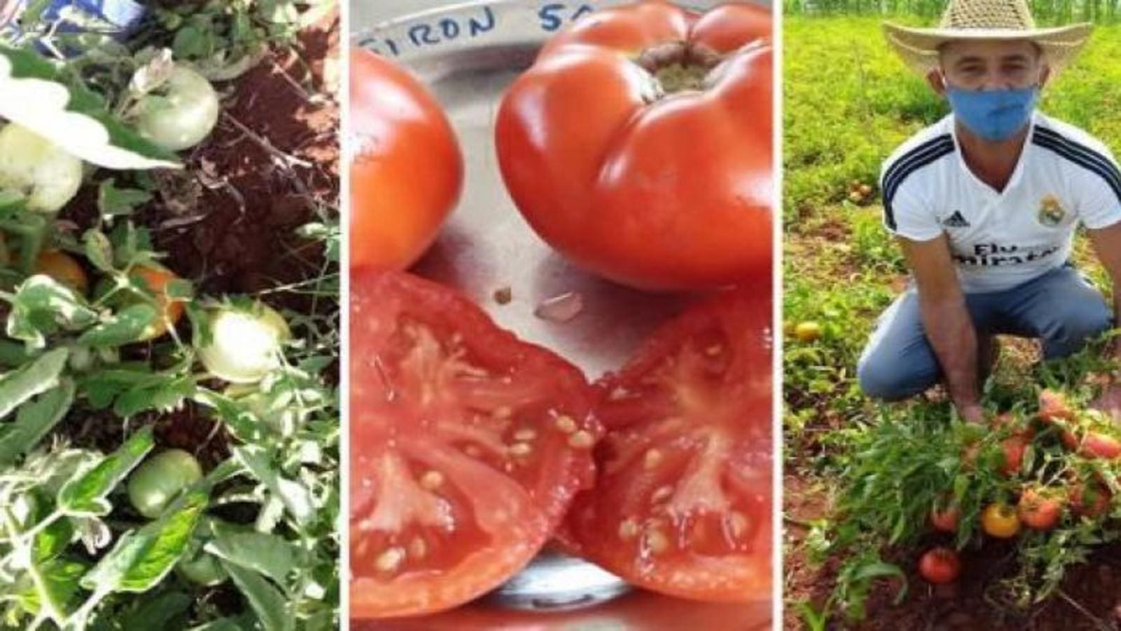 Cuban farmers to receive bioengineered tomatoes, soybeans seeds