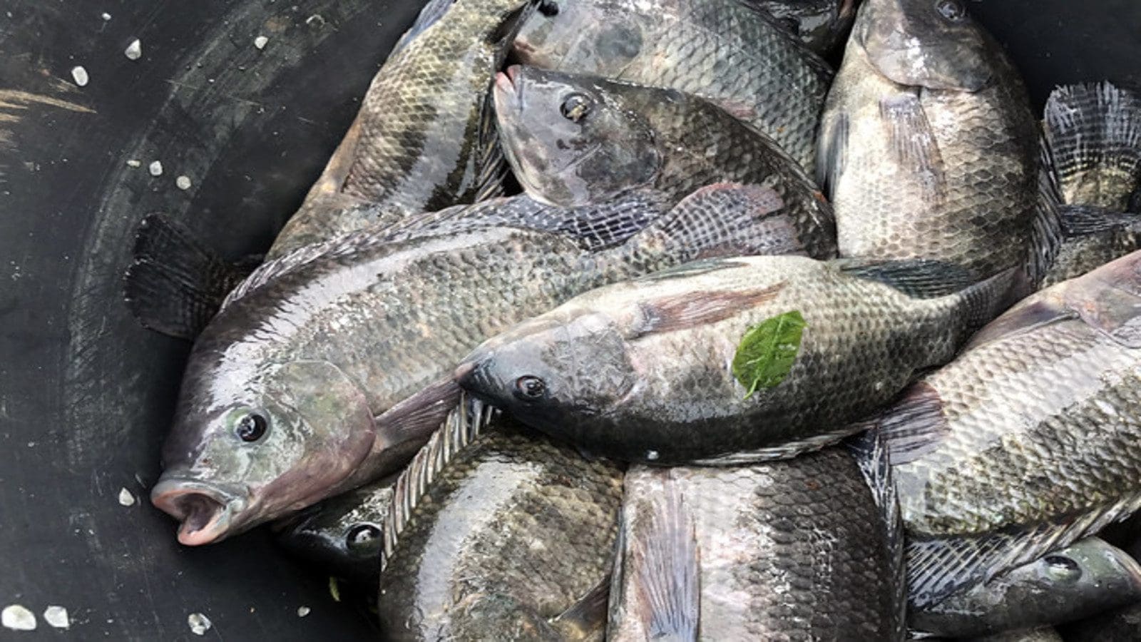 Ghana’s Fisheries Commission revamps Fish Farming Certification Protocol