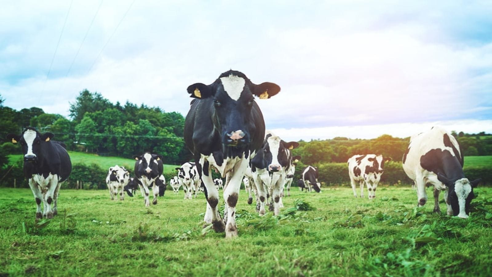 JK Tech launches Smart Dairy Solution in U.S