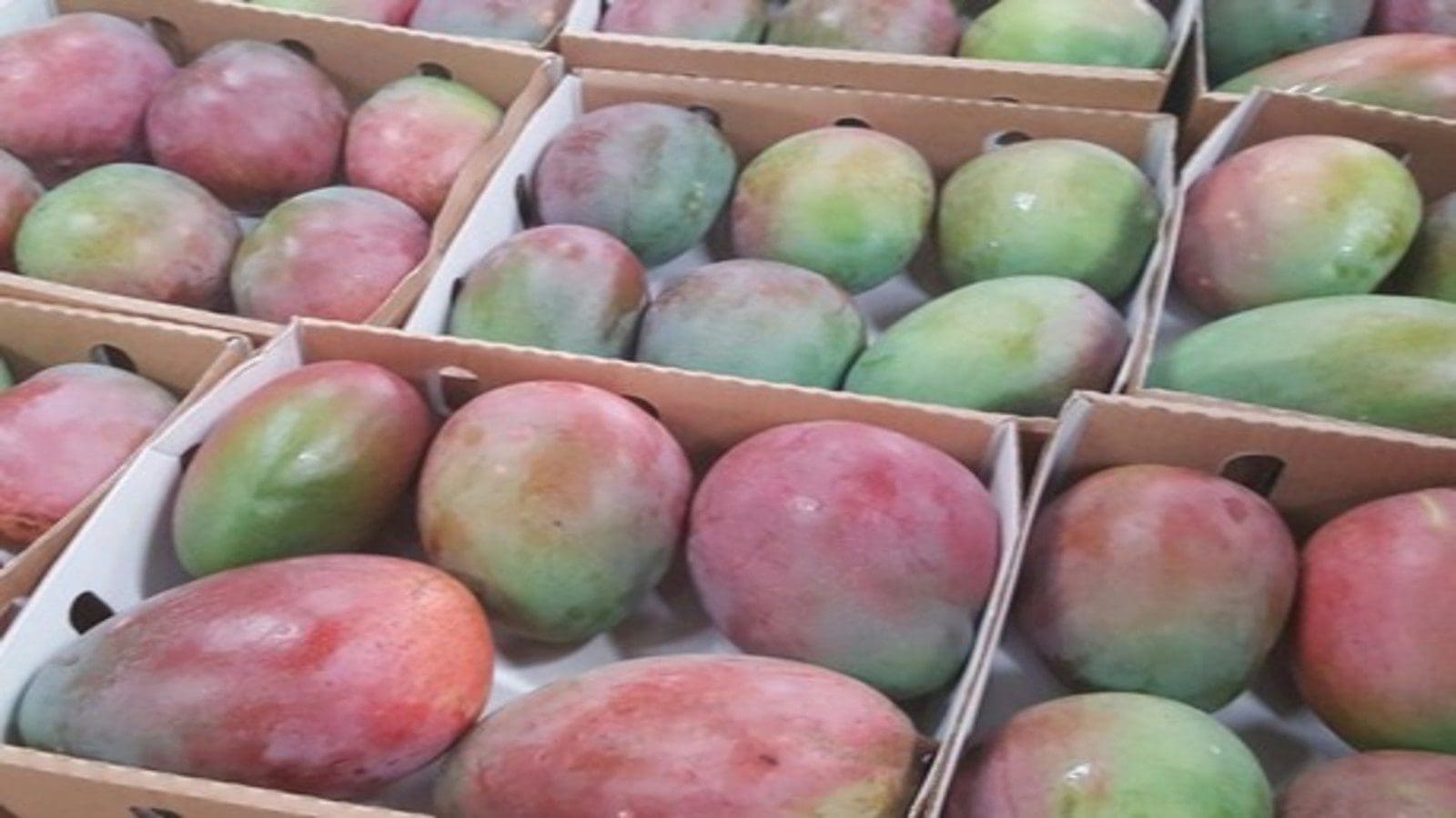 Kenya to resume mango export to Italy after passing safety tests