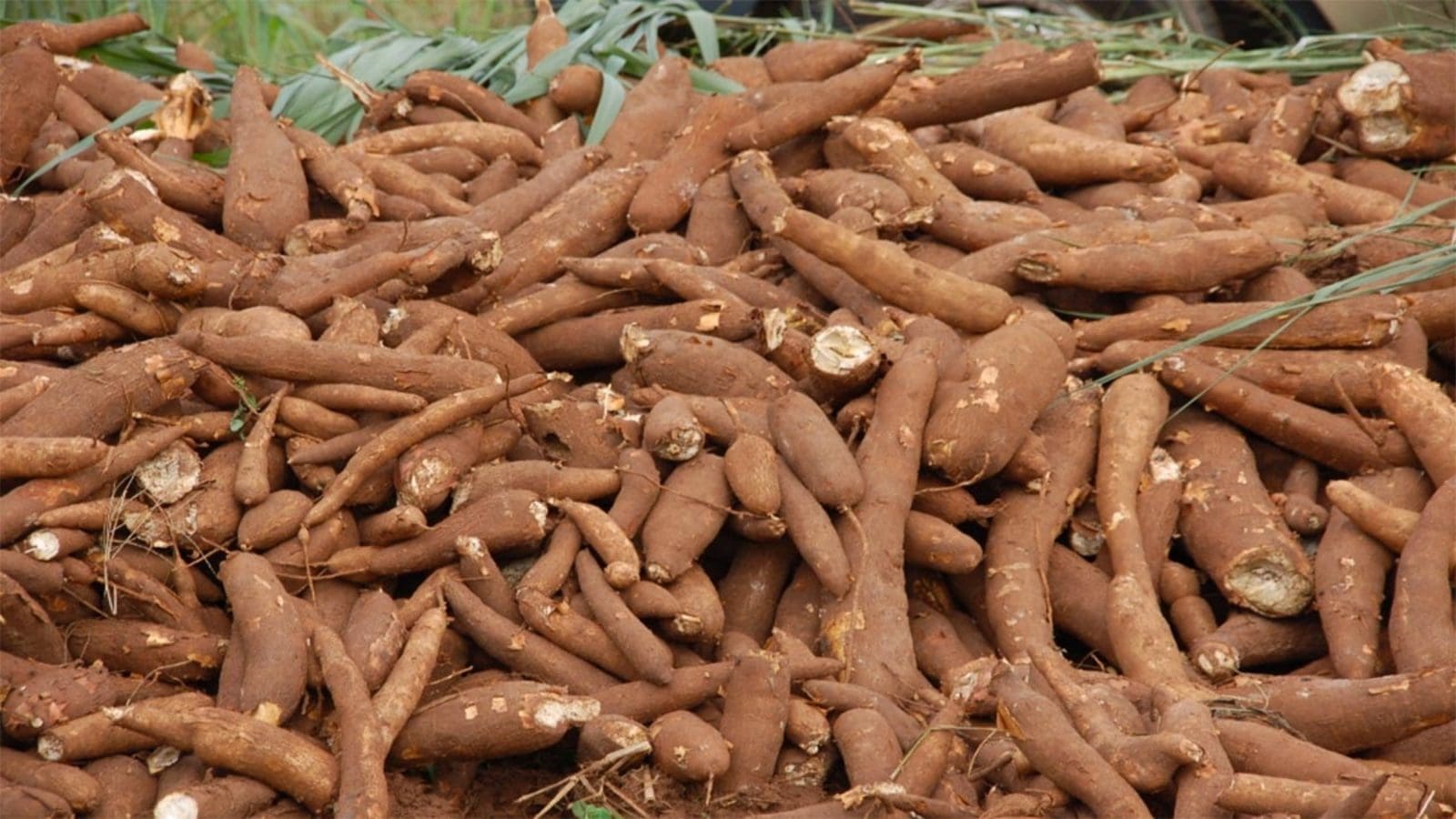 TBS equips cassava farmers with skills on plant’s toxin handling