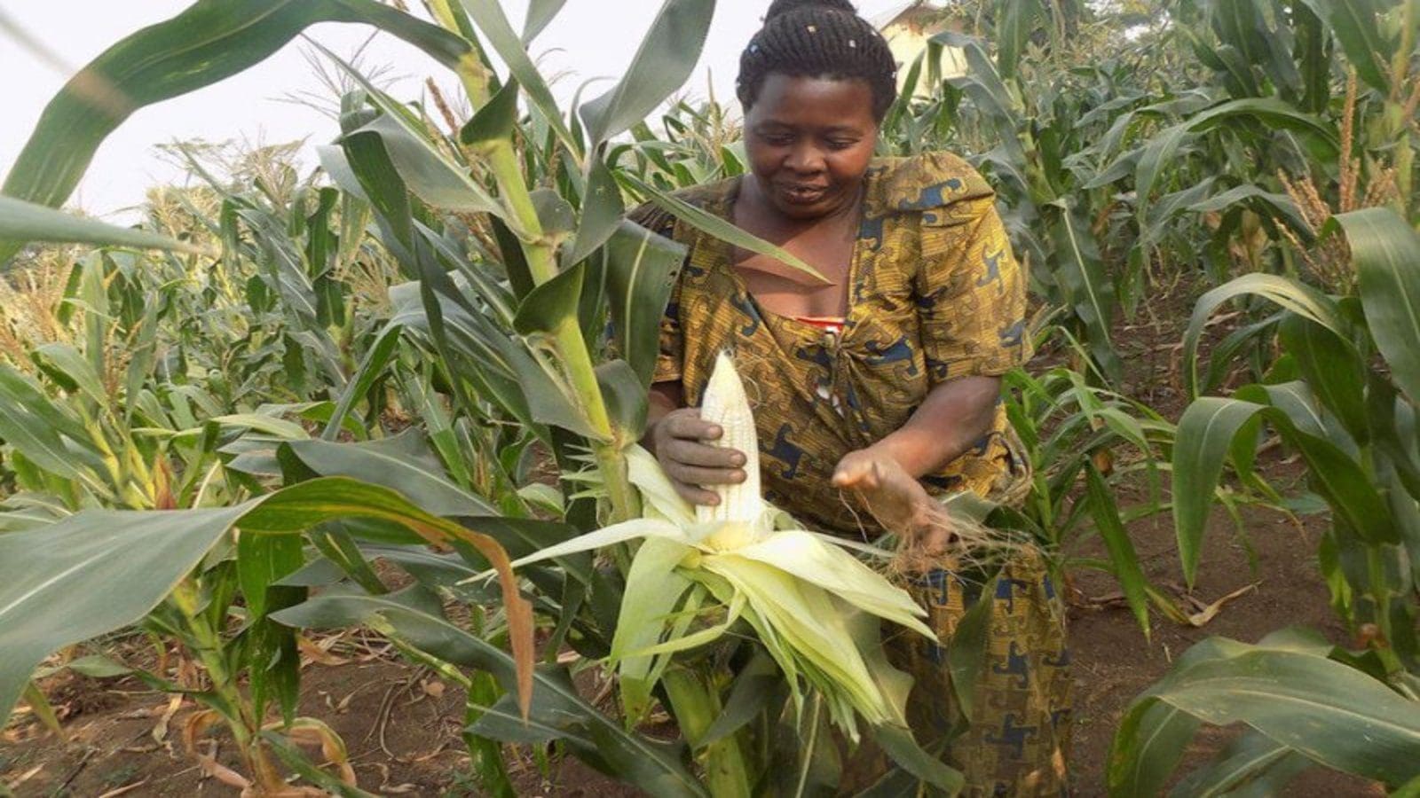 GMOs approval stalls in Uganda despite successful field trials