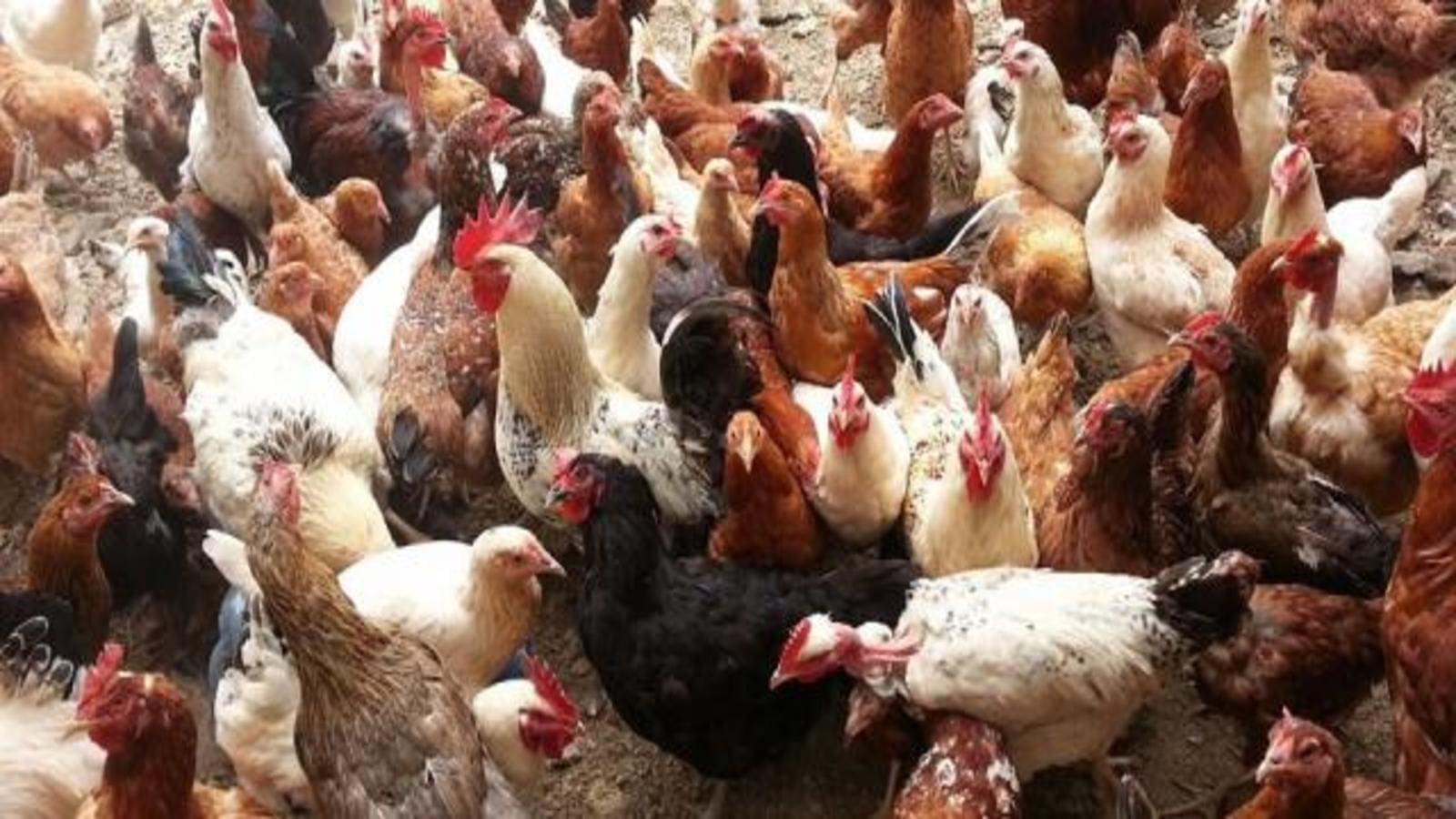 KALRO follows up on improved chicken project in Kenya’s Migori County