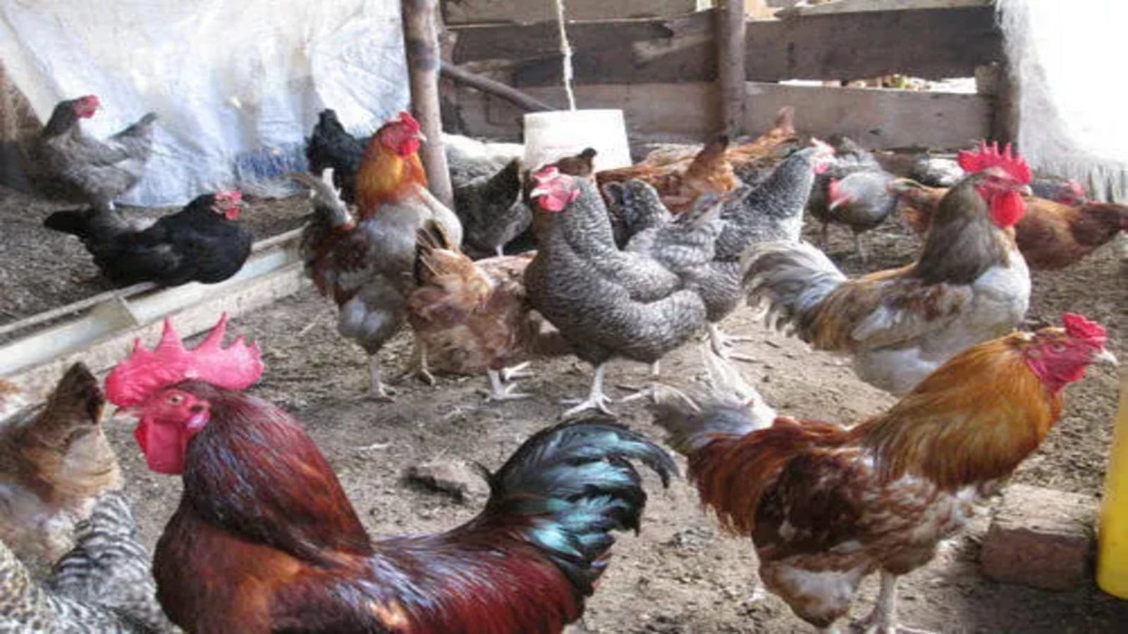 Neogen partners with Hendrix Genetics to boost poultry quality in Africa