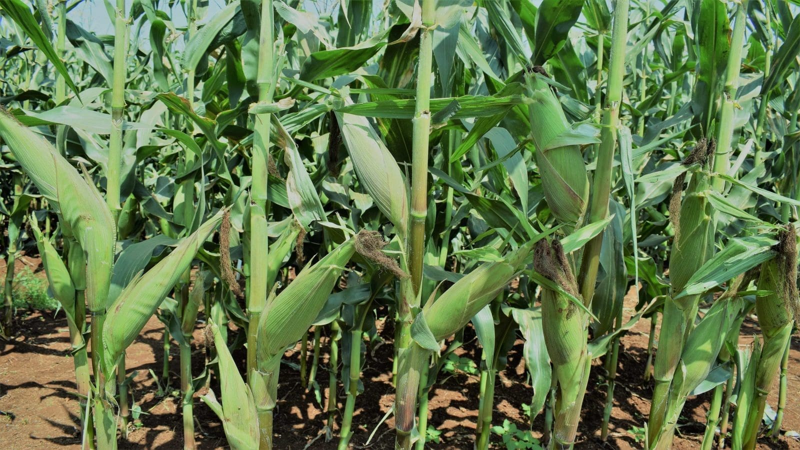 Belgium consents new field trials for gene-edited maize