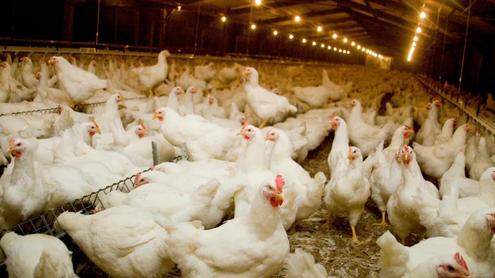 USDA reviews standards for organic livestock, poultry