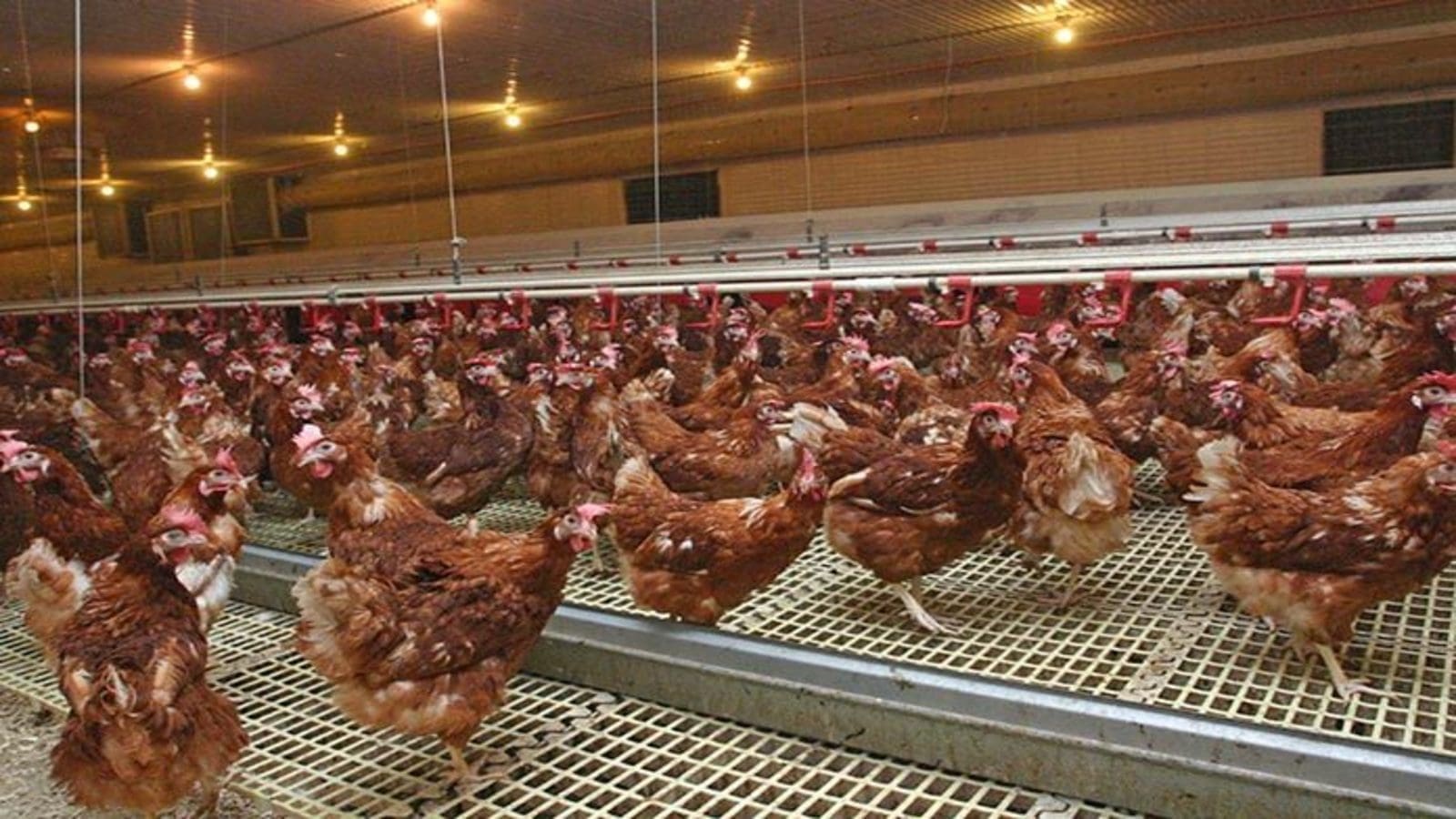 Poultry dealers, consumer groups seek for modernization of poultry regulations