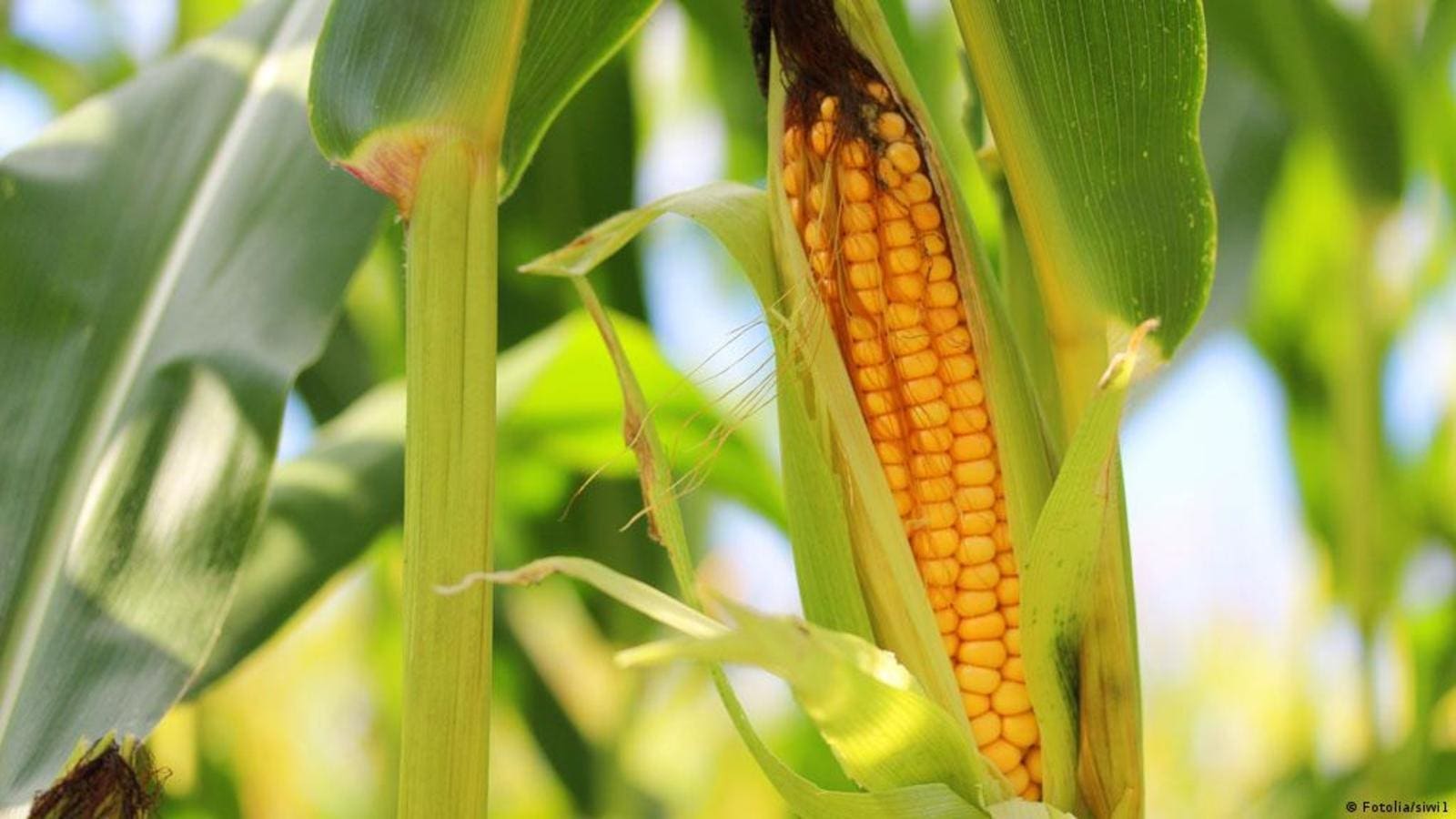 China proposes GM crops regulations amendment to reinforce seed industry