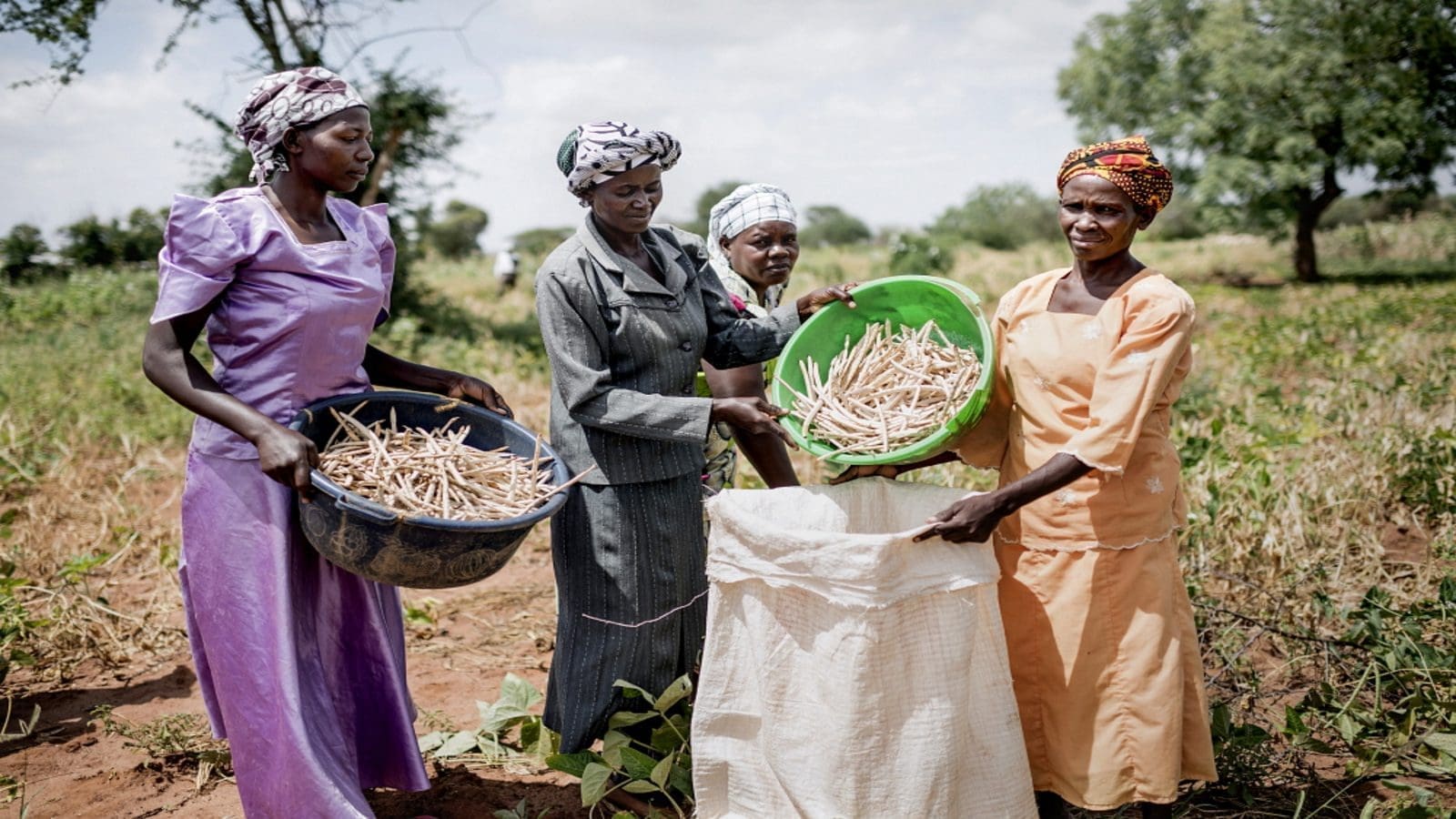 Seed producers, scientists frustrated over stalled GM Cowpea approval in Ghana
