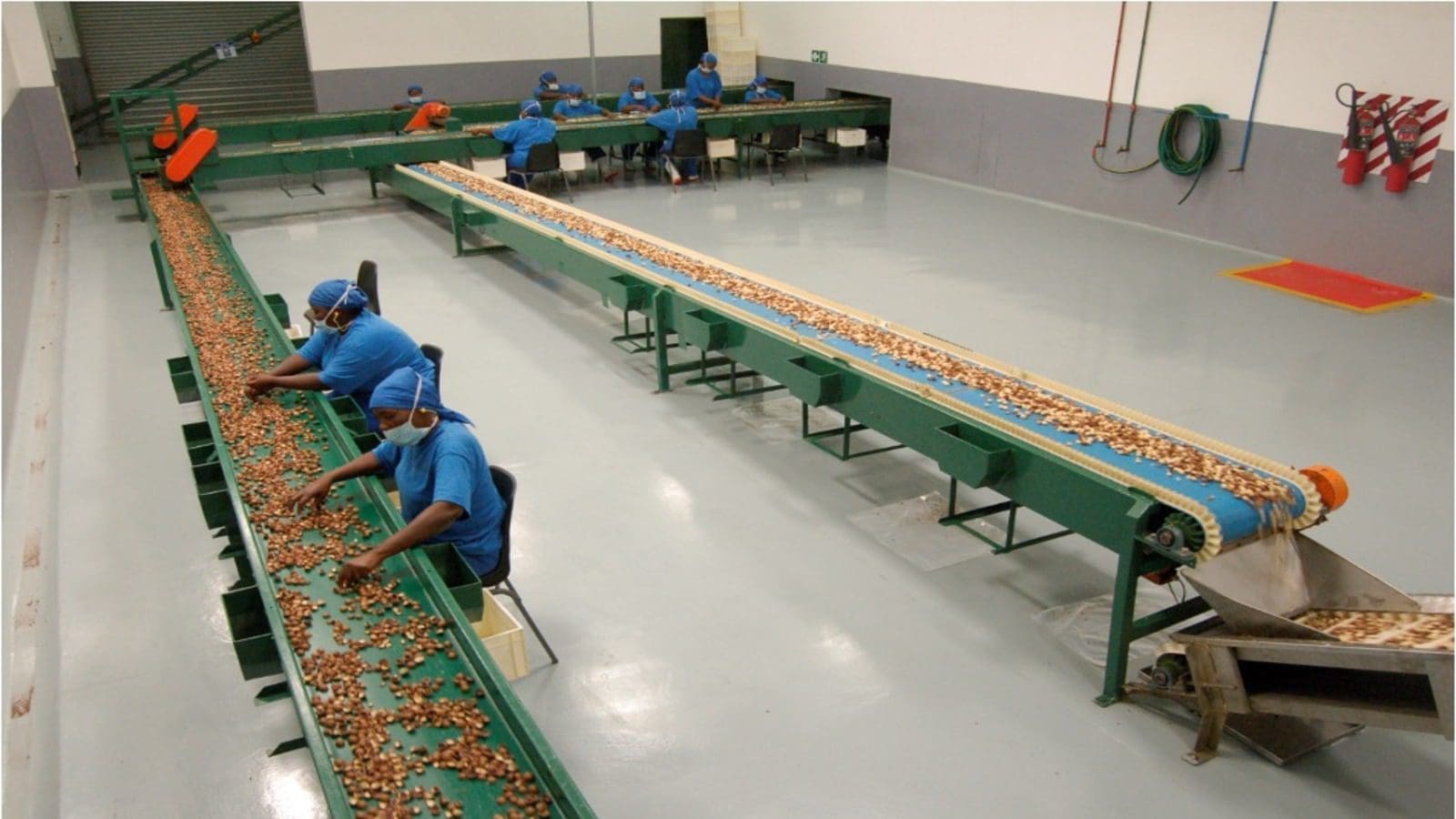 Golden Macadamia invests in TOMRA’s 5C upgraded nut sorter to enhance product quality
