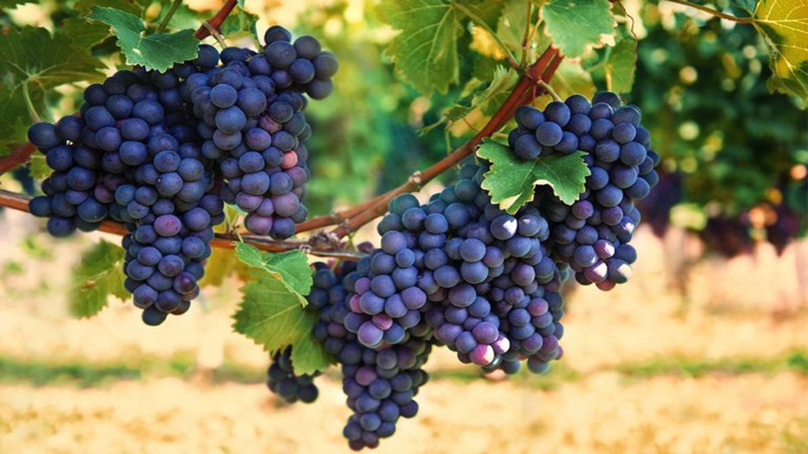 Tanzania Bureau of Standards trains grape farmers on required product standards