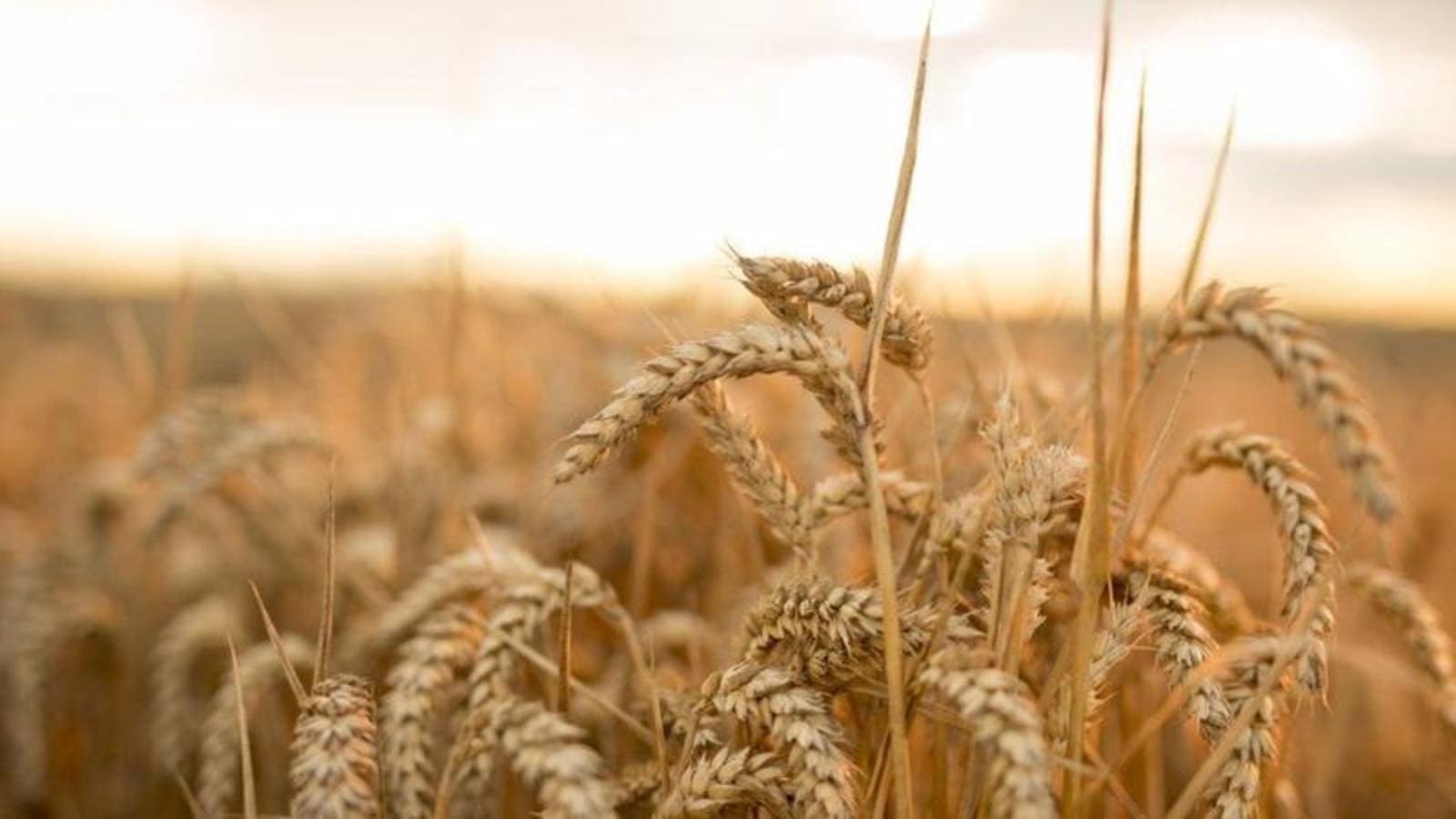 FDA concludes safety evaluation of drought-tolerant HB4 Wheat