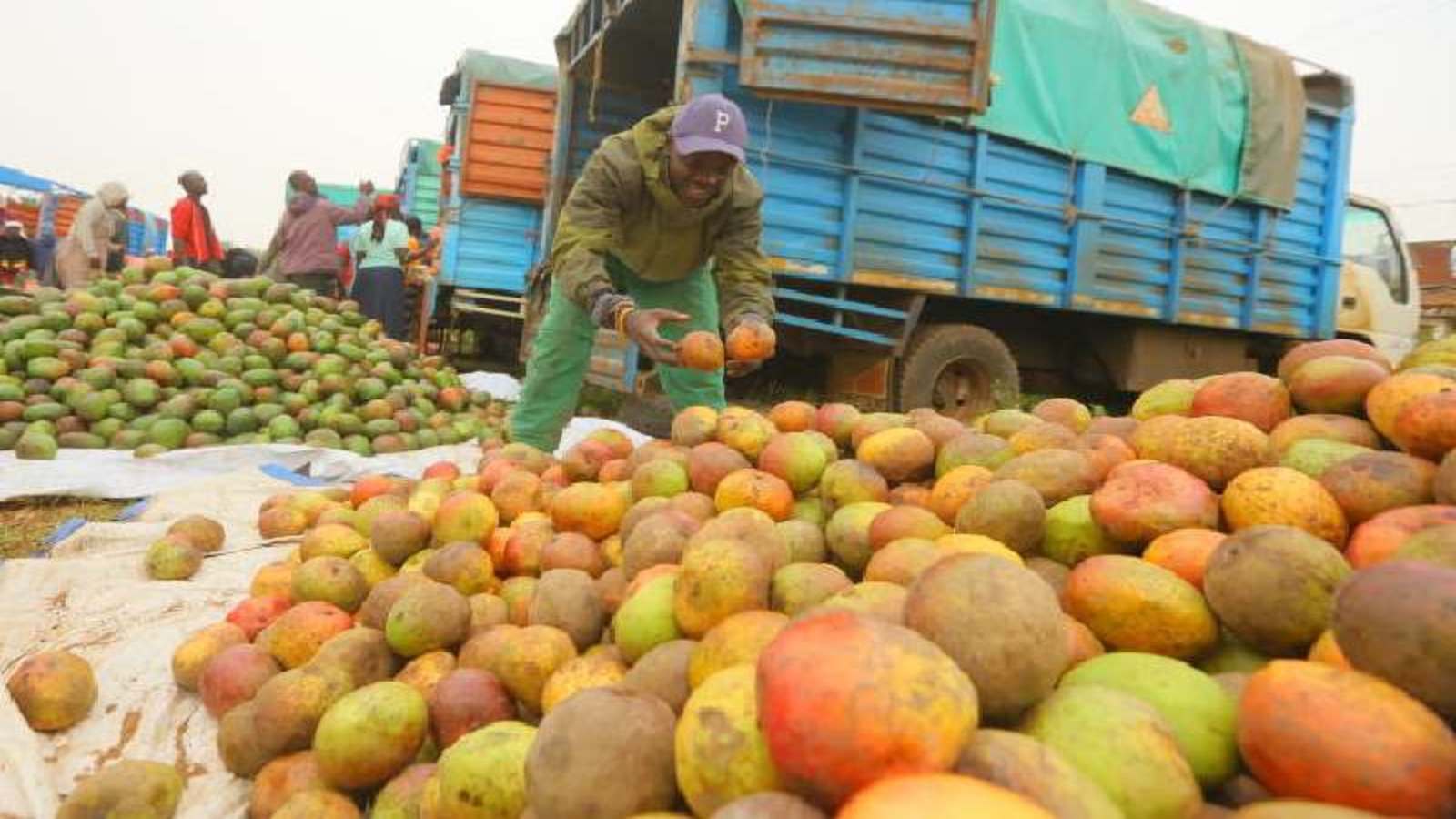 Kenya sends delegation to Belgium in bid to resume mango exports to EU