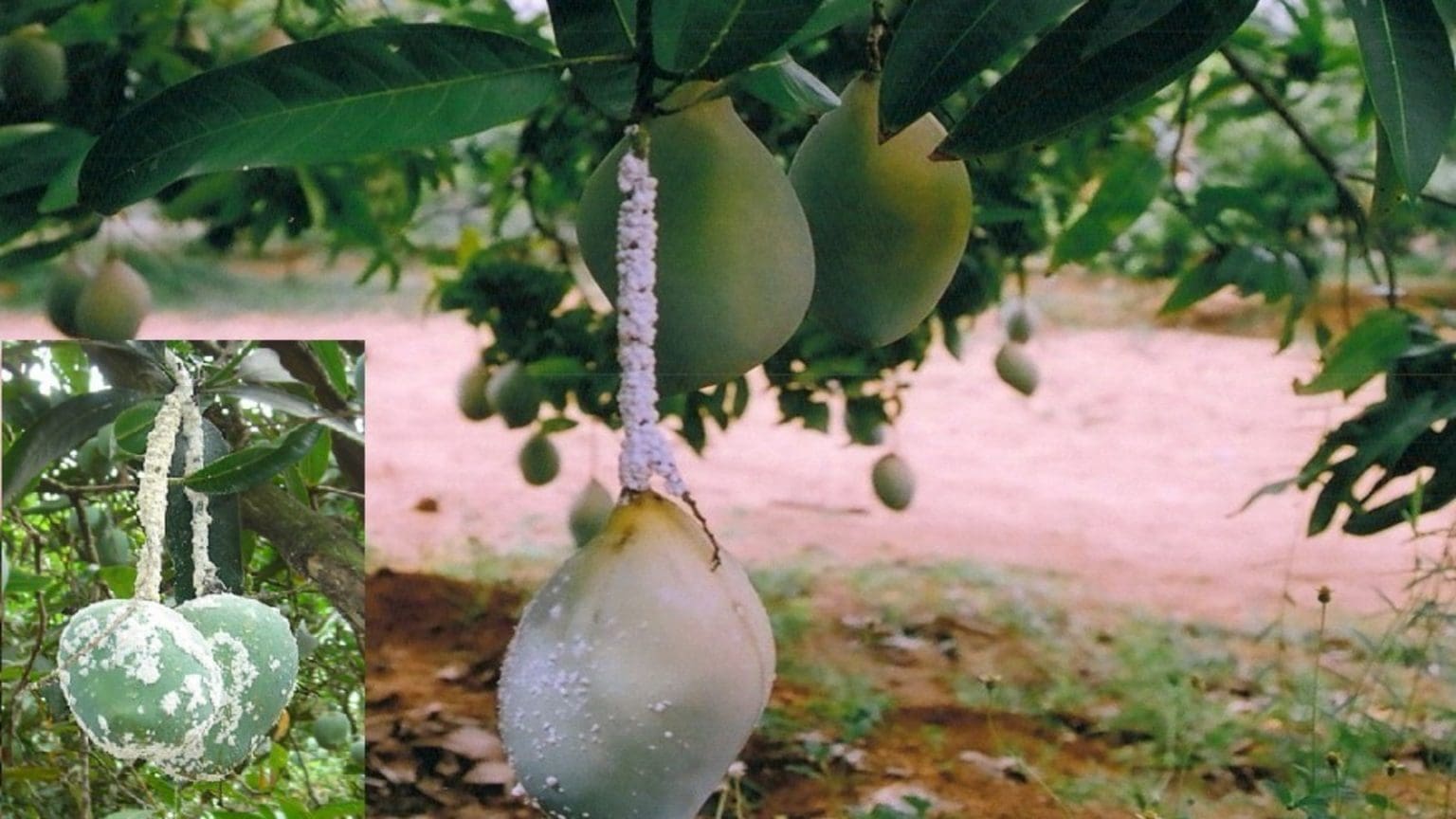 Diagnostic Experts Trained To Detect Invasive Mango Mealy Bug Pest Food Safety Africa Magazine 4527