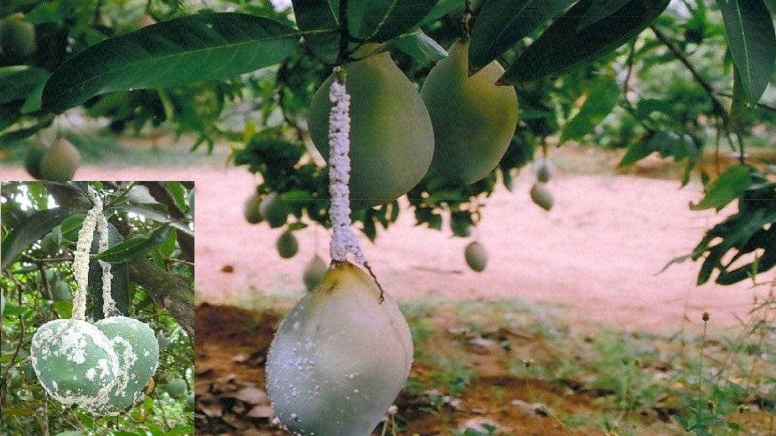 Diagnostic experts trained to detect invasive Mango Mealy-bug pest