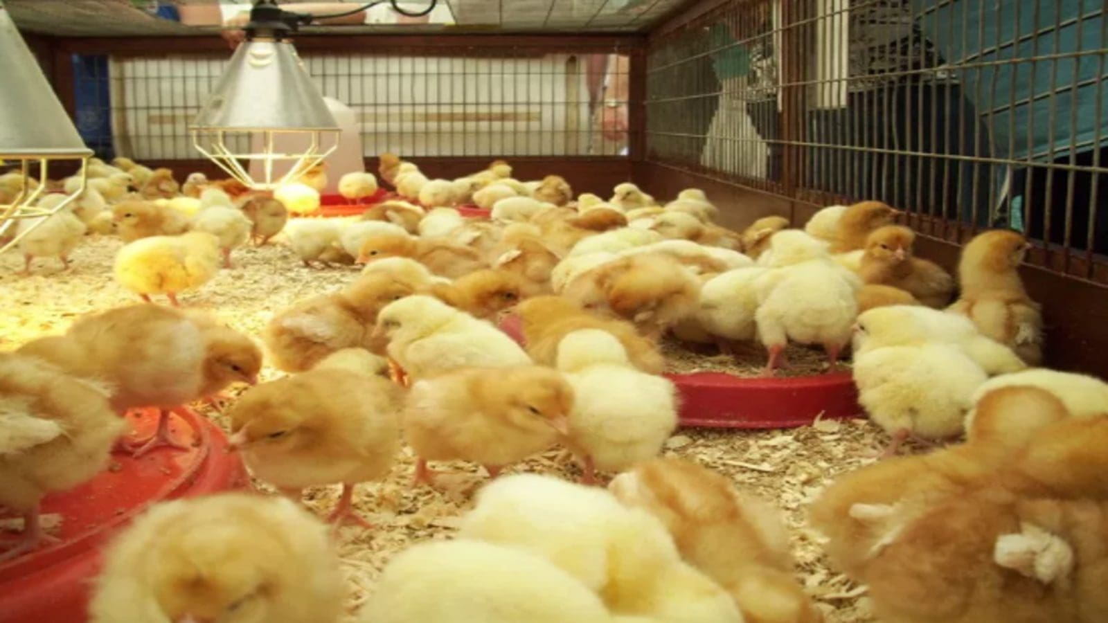 NIAS considers introduction of regulations to man poultry sector