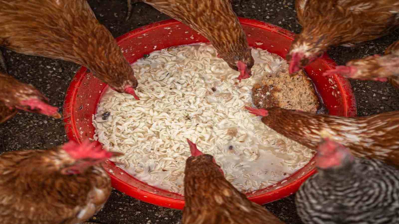 KEBS, Agriculture Ministry report elevated cases of poultry feed contamination