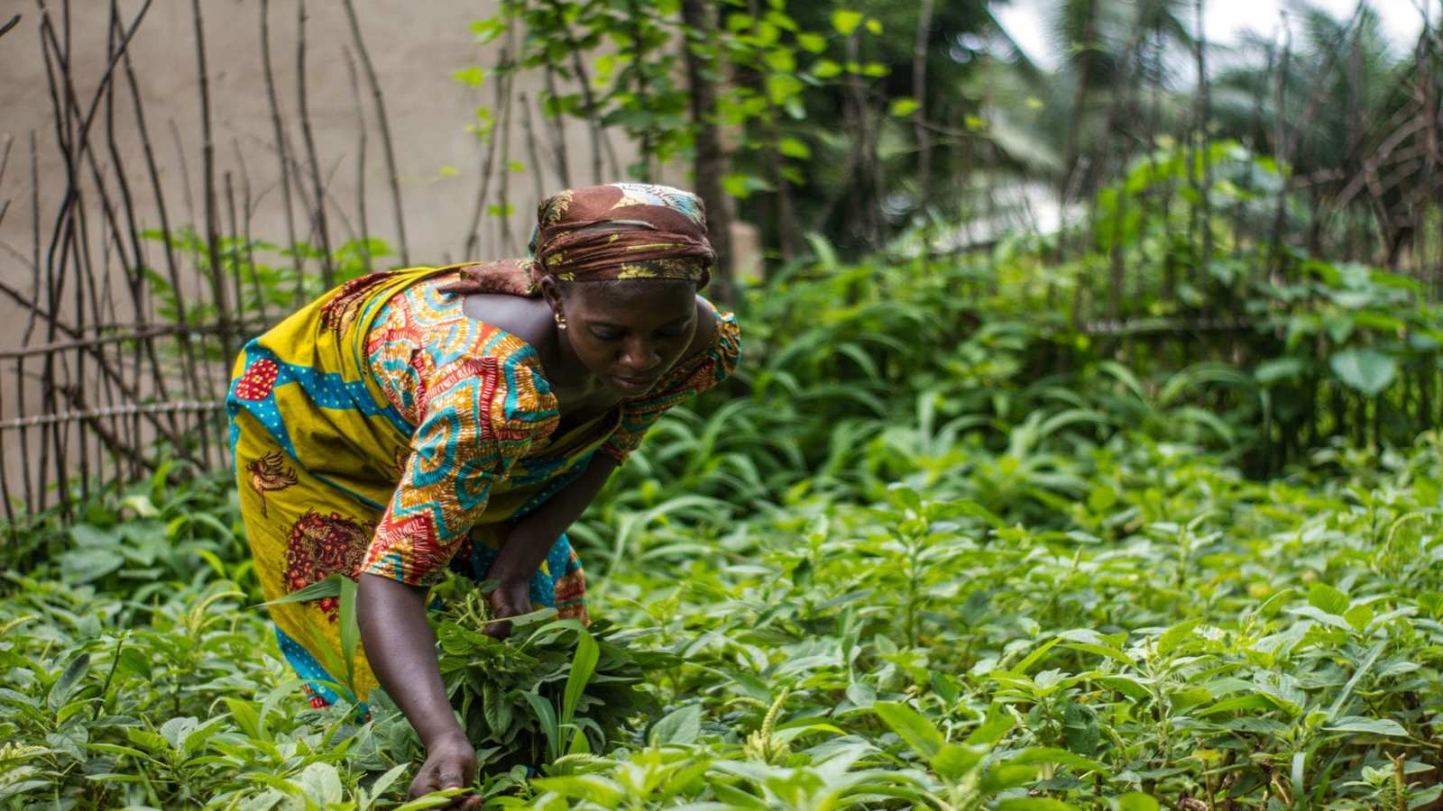 CABI allies with Rainforest Alliance to aid farmers grow safe, high quality food