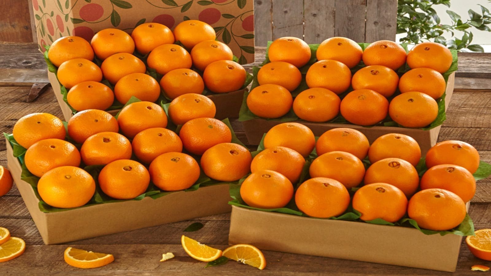 EFSA recognizes need for South African citrus imports to undergo cold treatment