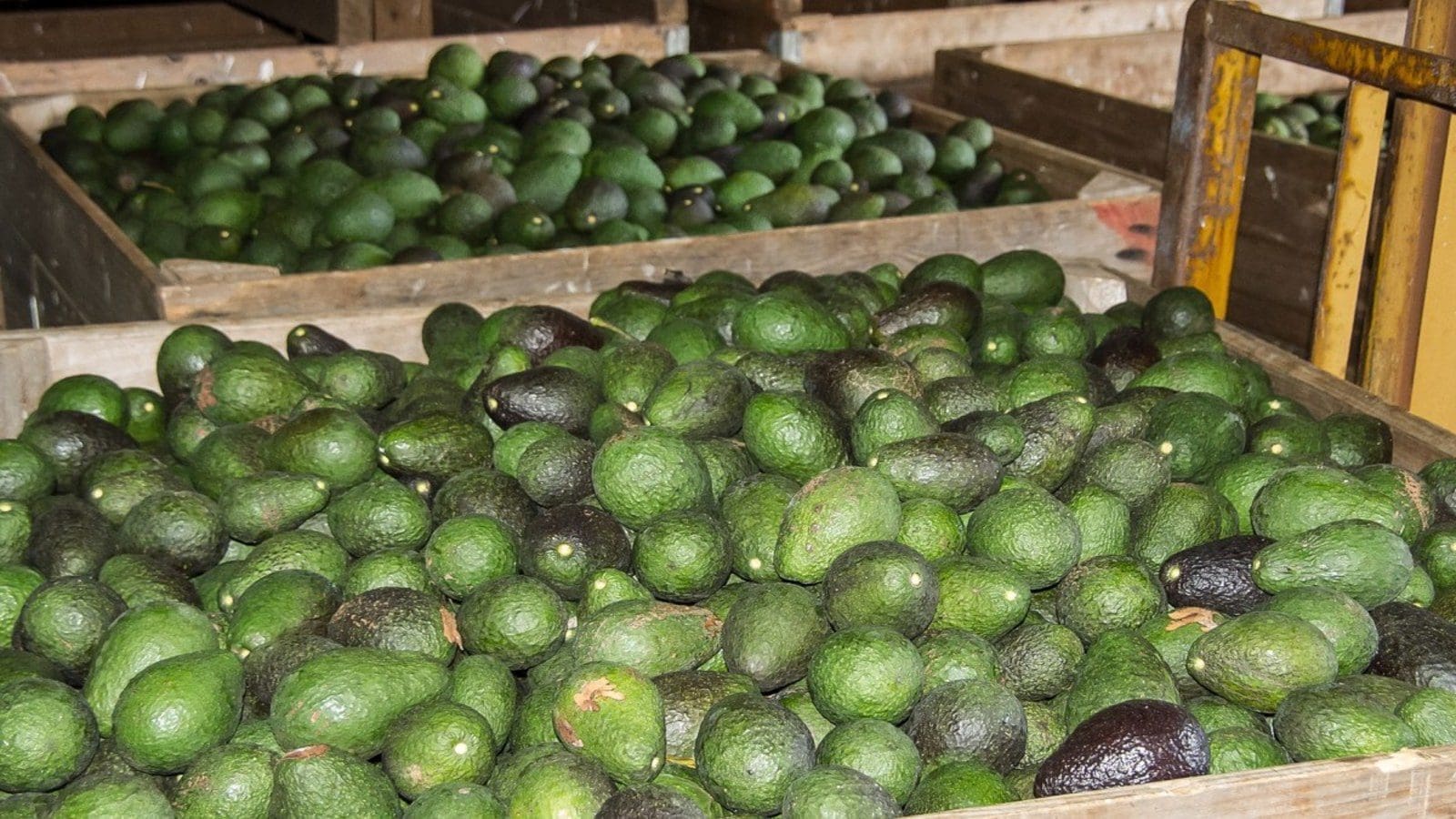 South Africa culminates 10-year avocado tiff with Tanzania