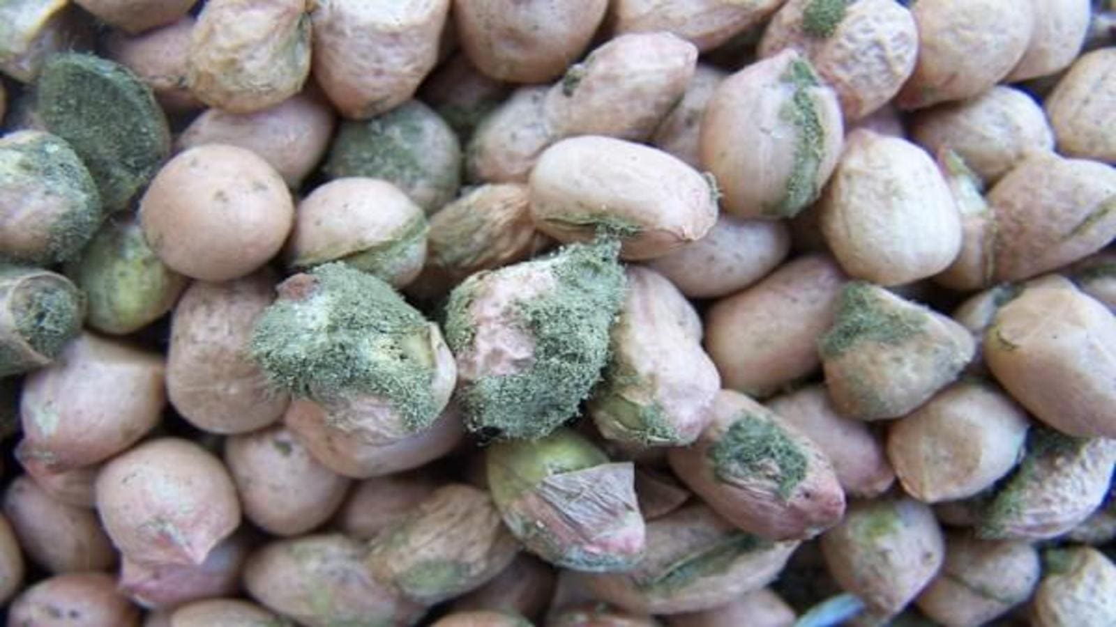 Nigeria’s Ministry of Agriculture reaffirms commitment to tackle Aflatoxin menace
