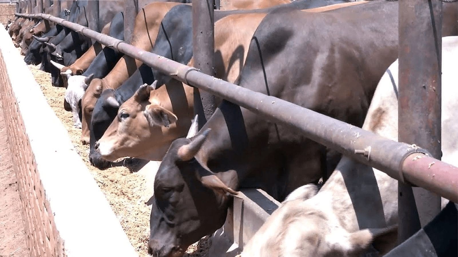Zimbabwe develops app to furnish producers with information on best practices in beef production