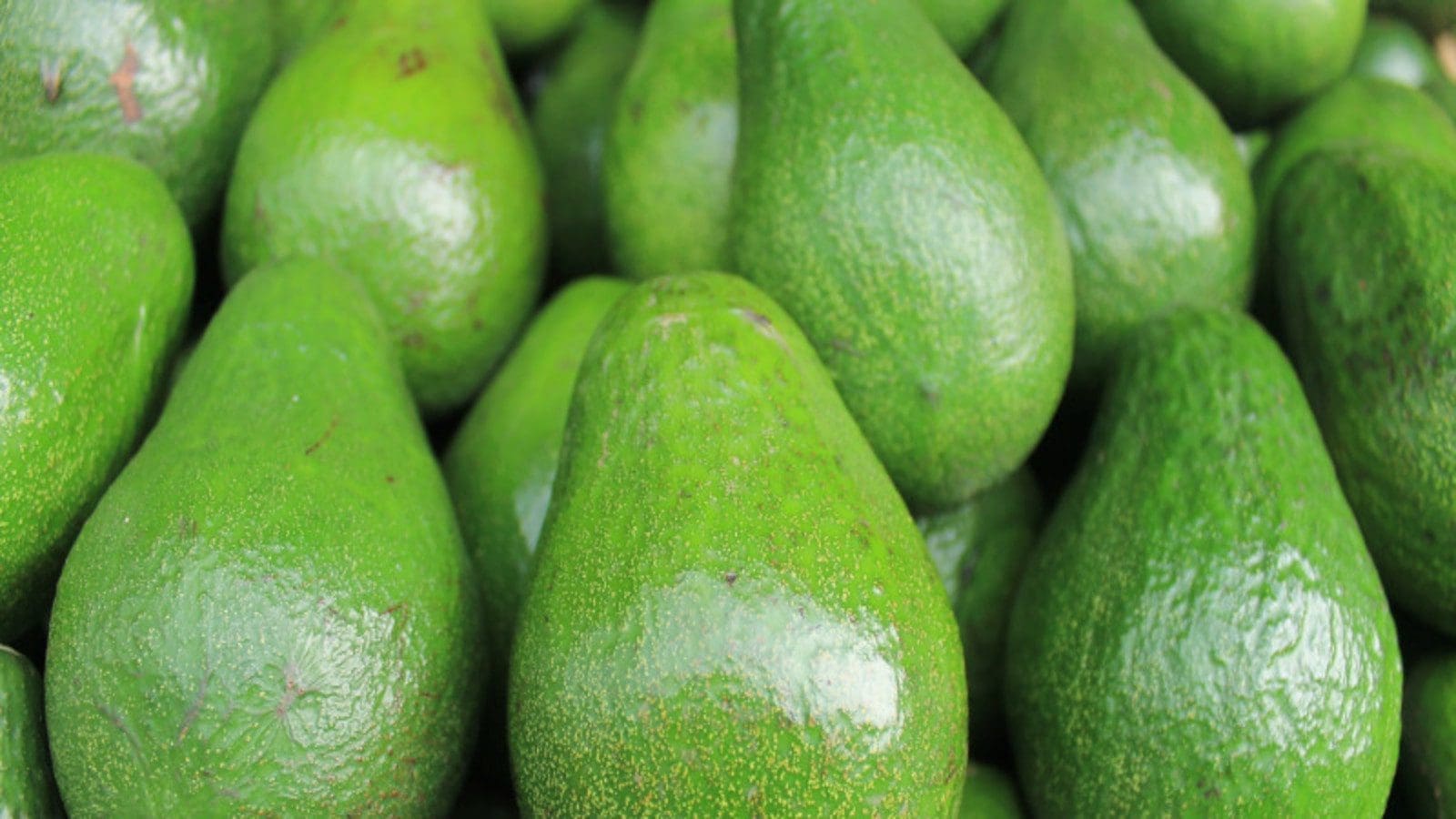 Kenya’s Horticultural Crops Directorate indefinitely extends avocado export ban
