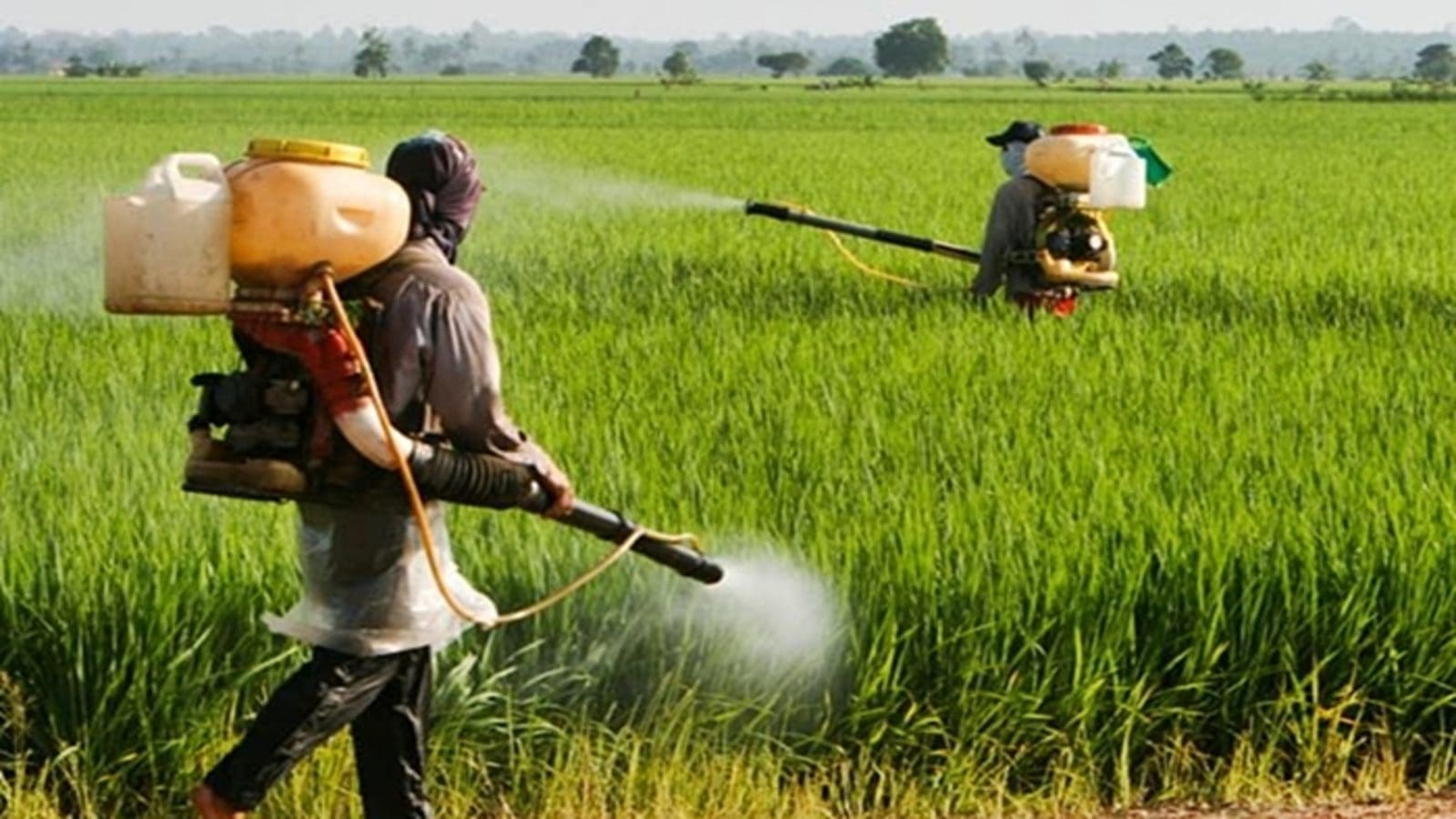NAFDAC dismisses claims of use of pesticides banned in EU in Nigeria