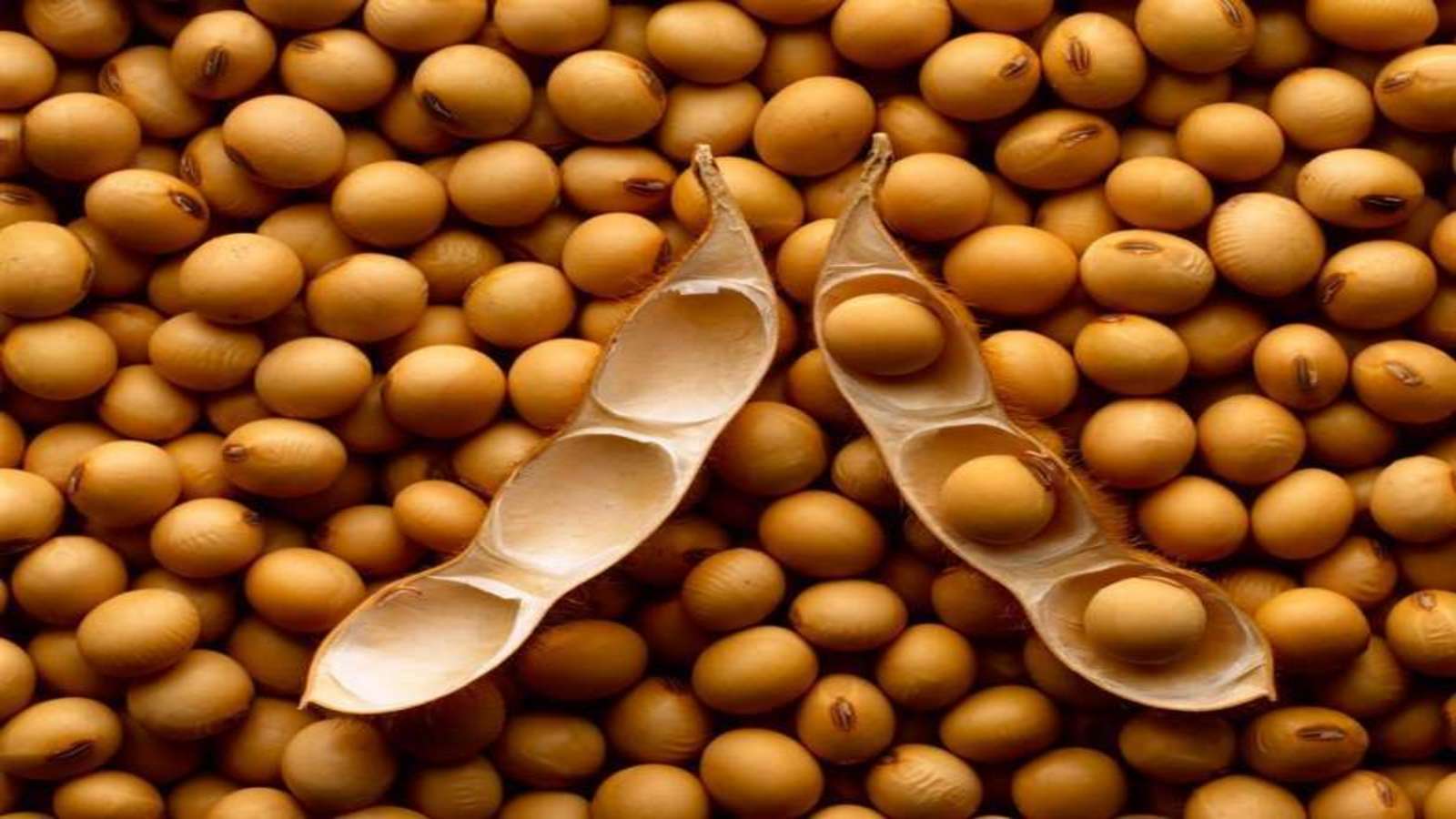 China’s GM corn, soybean obtain safety approval for production