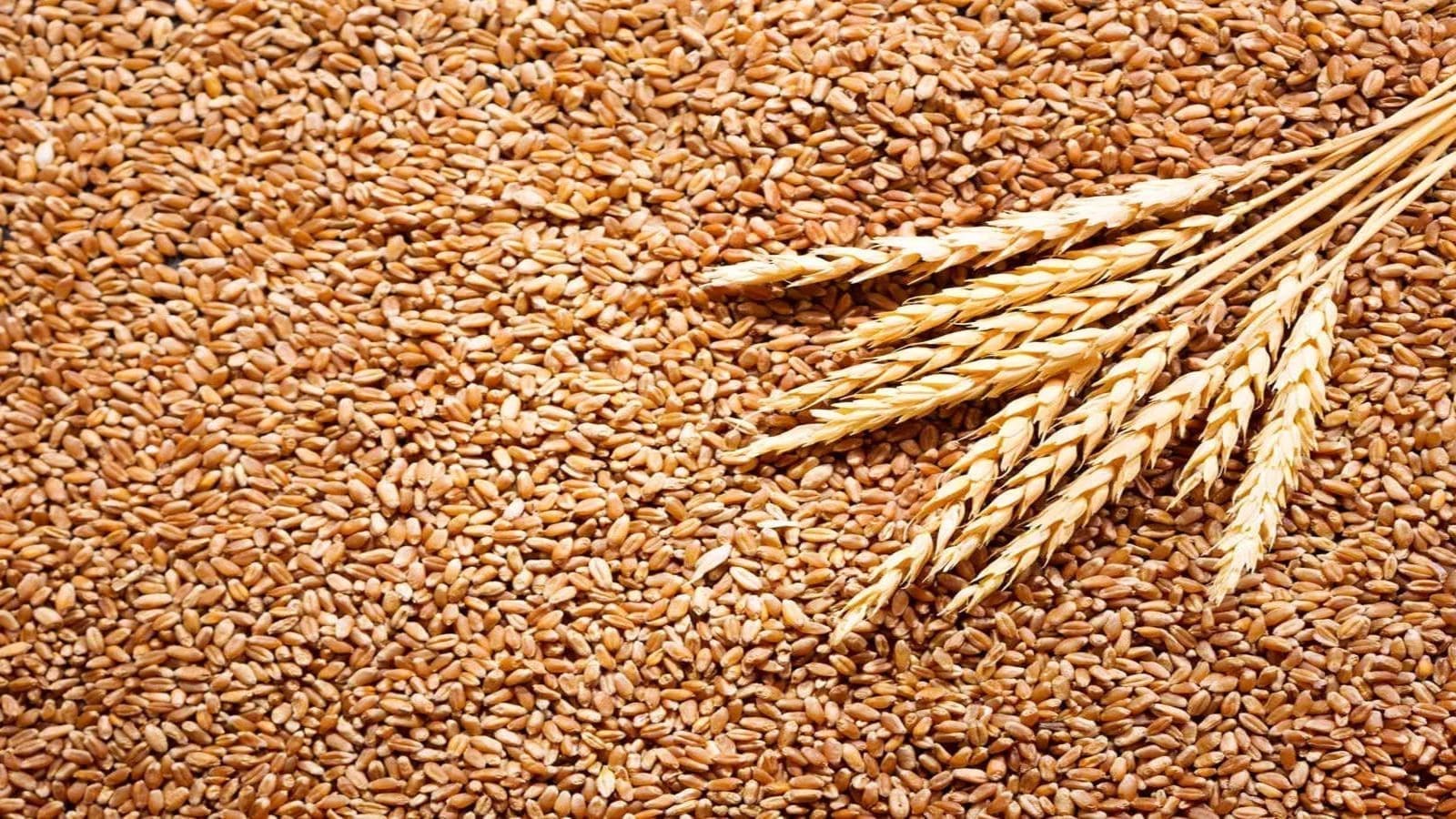 Egyptian Atomic Energy Authority scientists produce wheat resistant to salinity, water shortage