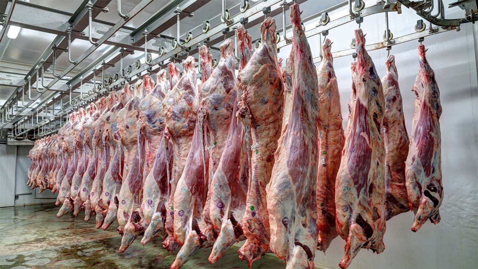 Unhygienic slaughterhouses linked to rise of zoonotic diseases in Nigeria