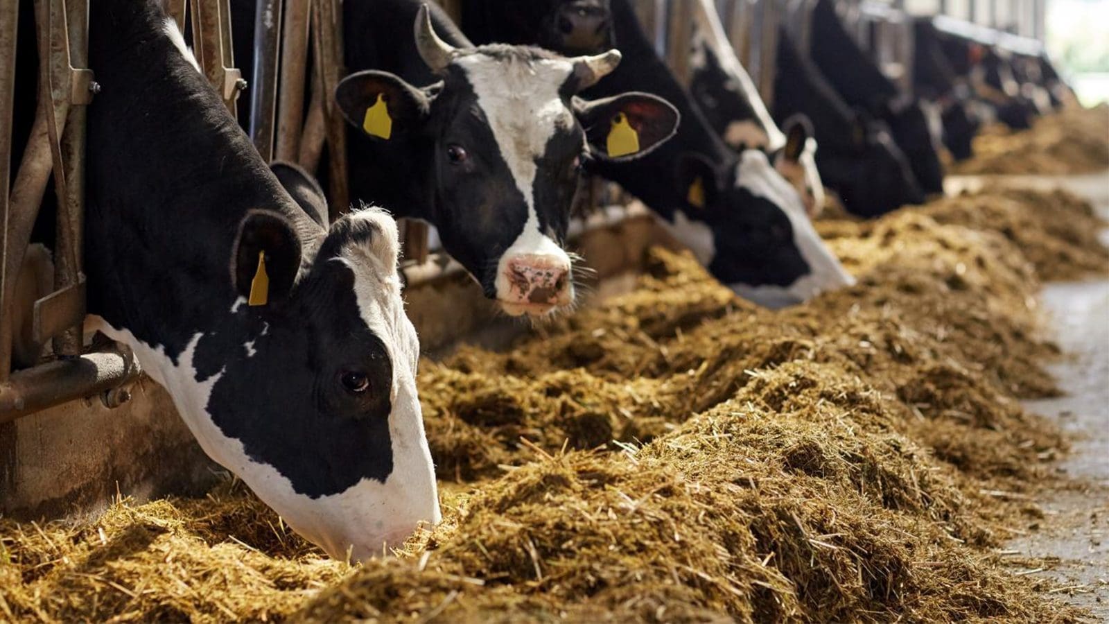 EFSA issues guidance for approval of animal feed detoxification processes