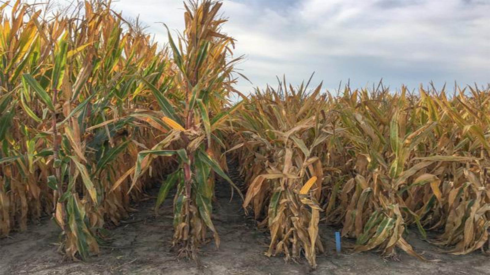 Bayer set to develop post-emergence row crop herbicide, launch new corn variety