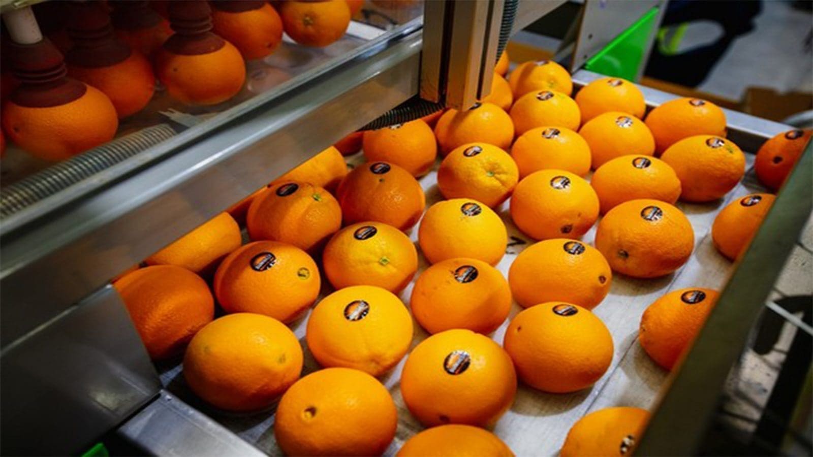 Australia launches surveillance program to shield citrus industry from pathogens