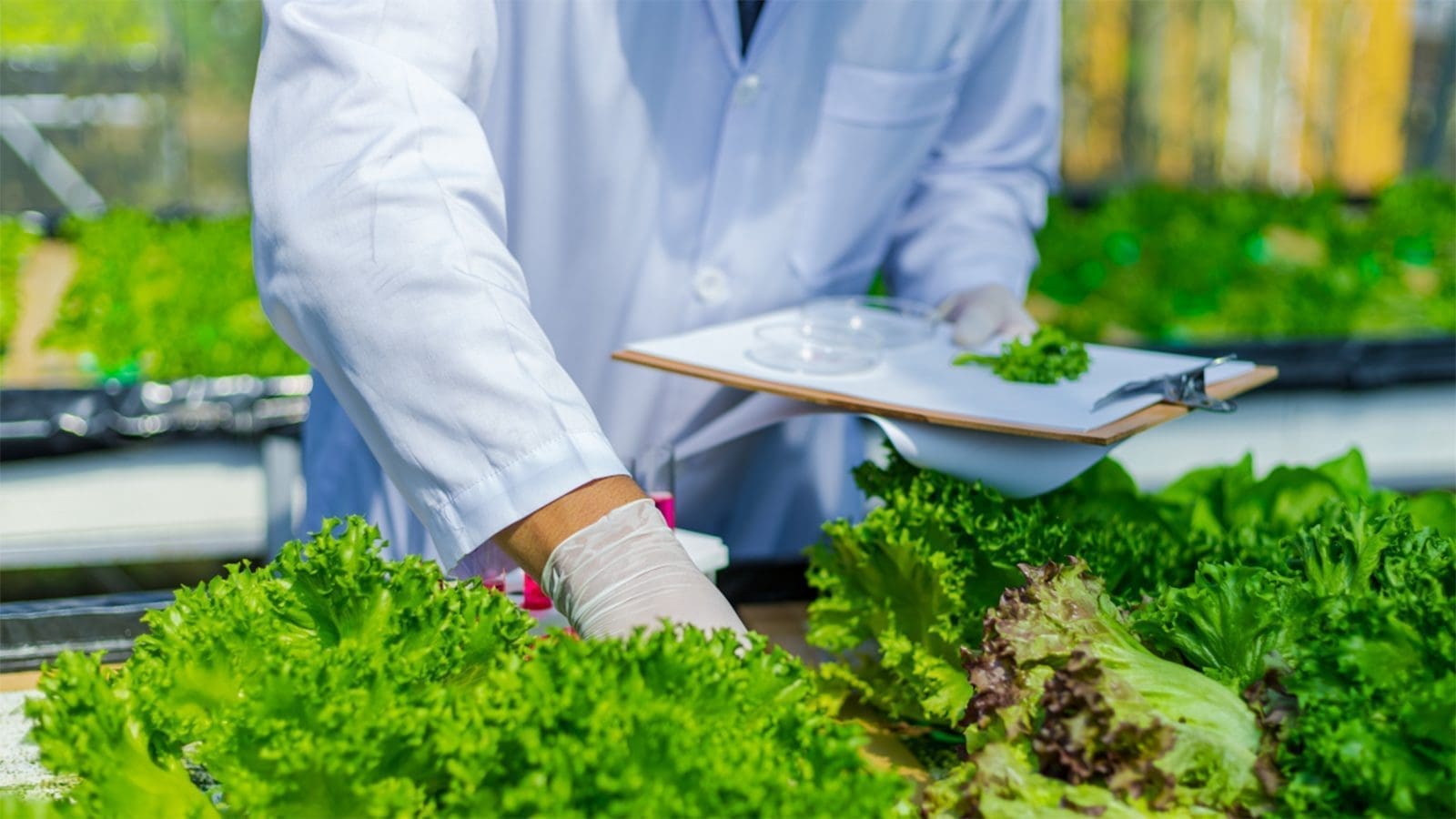 Research shows reinforcing current food safety laws can enhance produce safety along supply chain