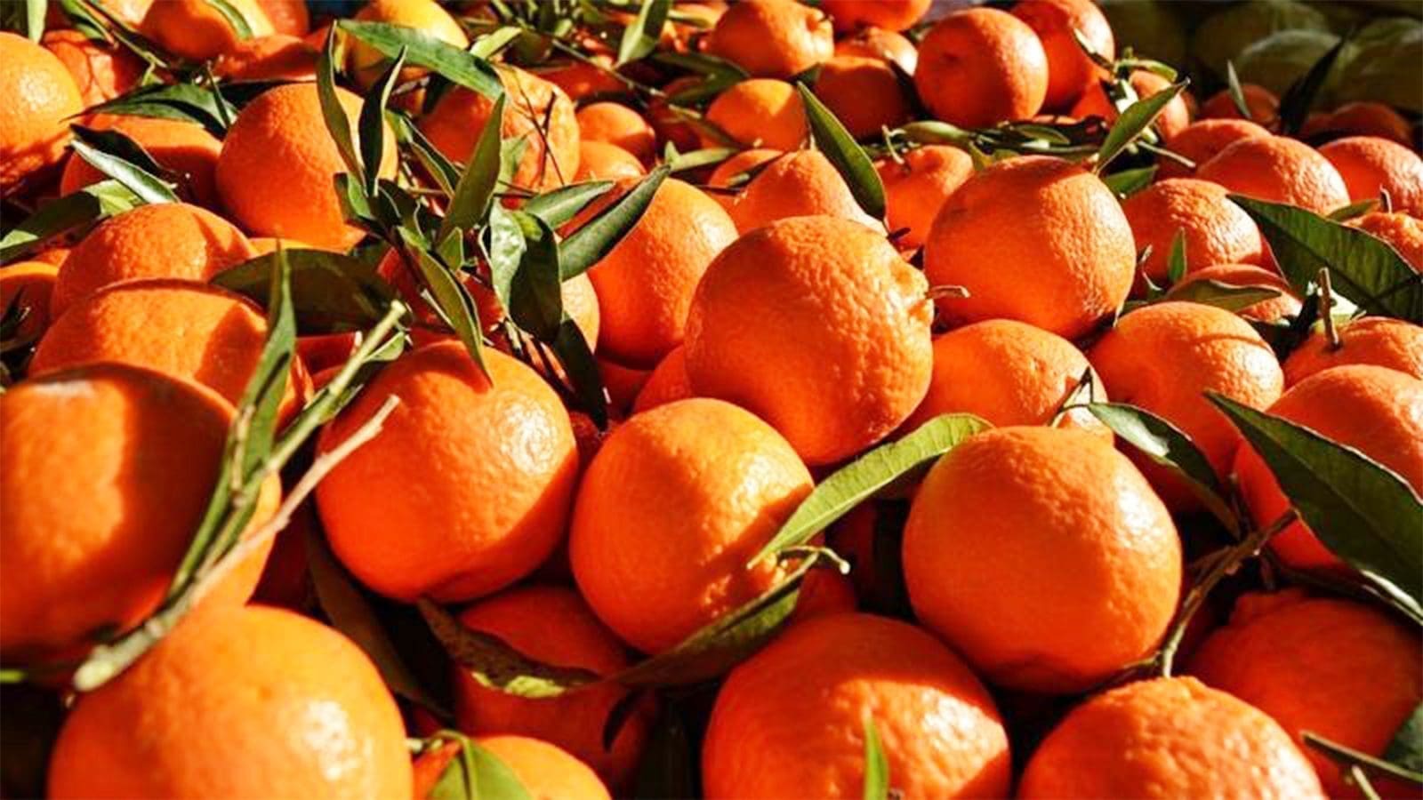 Russian authorities seize Egyptian oranges at port claiming they don’t meet specifications
