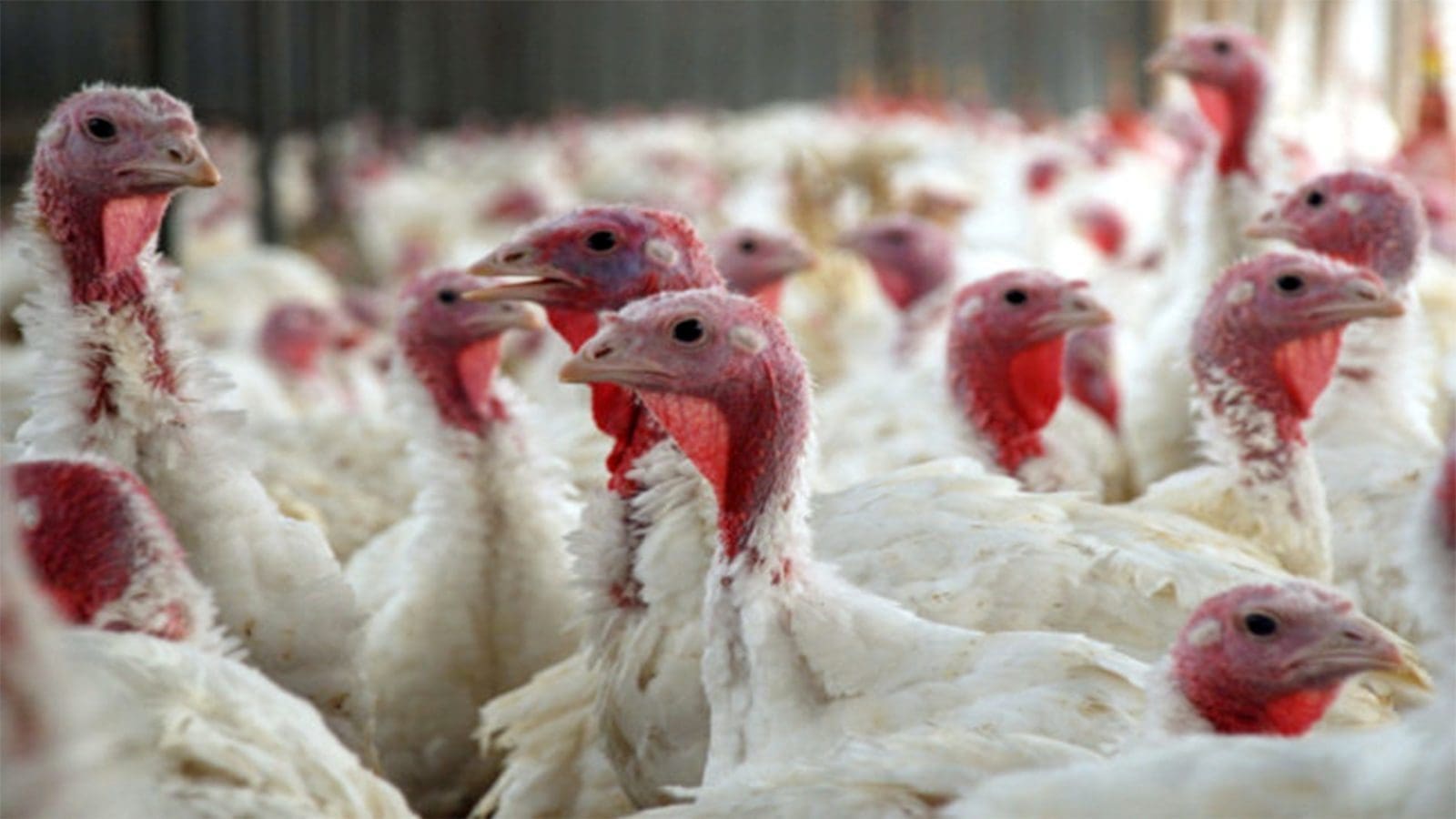 Indiana confirms Highly Pathogenic Avian Influenza outbreak in commercial turkey flock