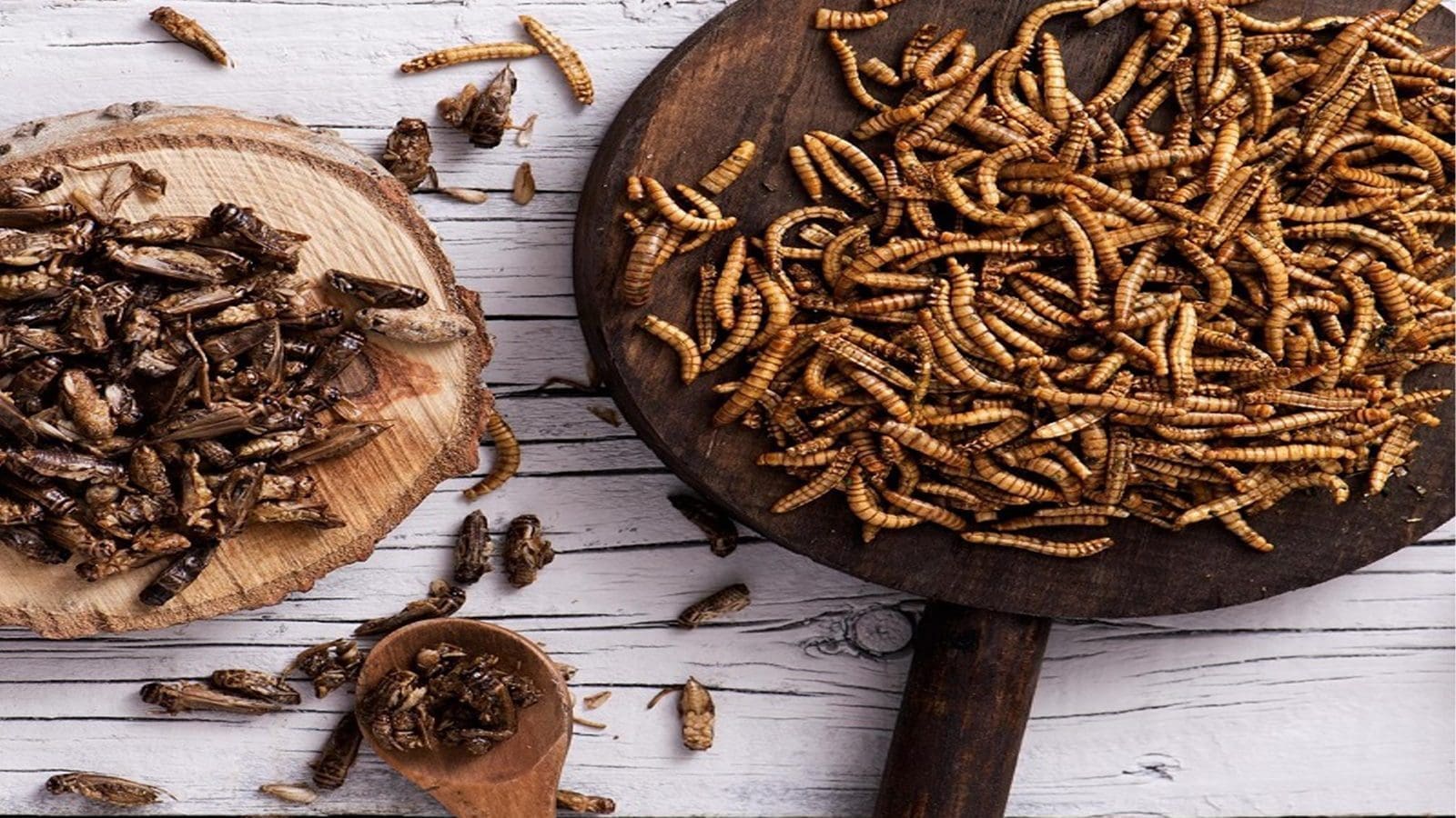Great Britain implements strict regulations on edible insects, only three species authorized for market sale