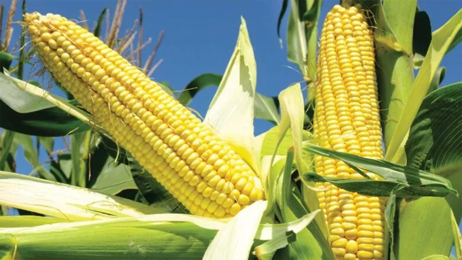 EFSA declares Five-event GM Stack Maize, subcombinations safe